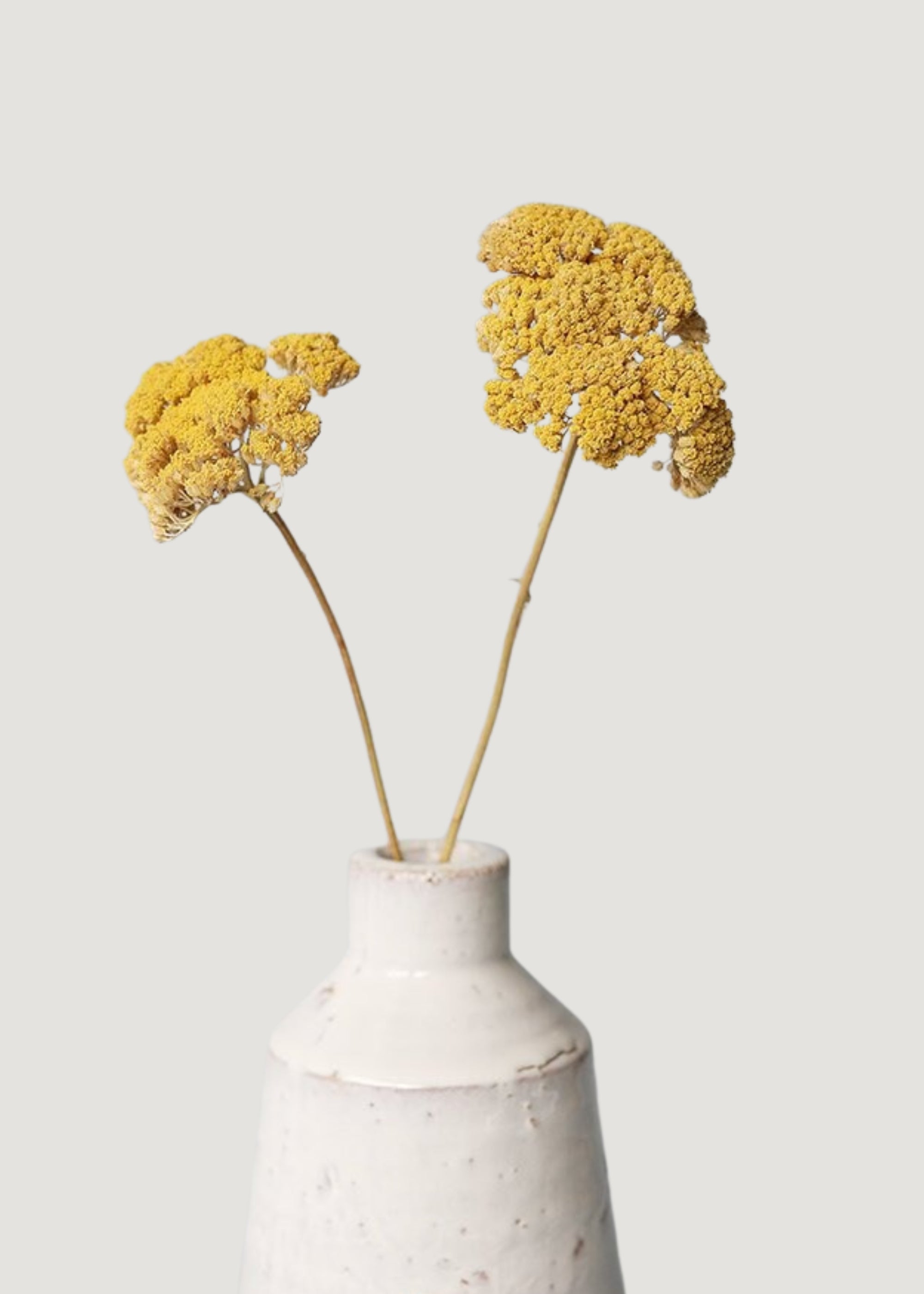 Yellow Dried Bundle Yellow Yarrow for Home Decor