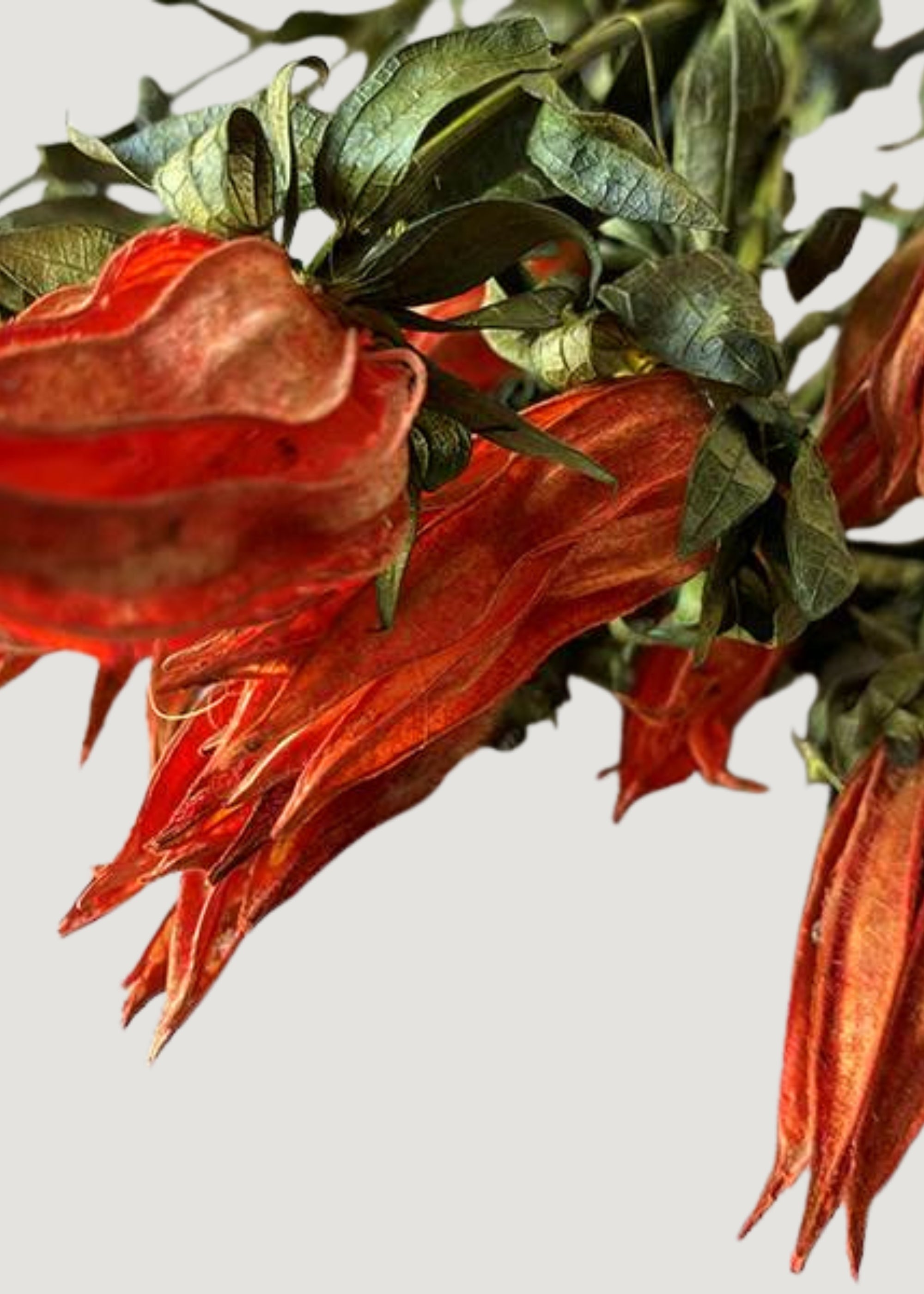 Orange Dried Indian Paintbrush Stems for Home Decor