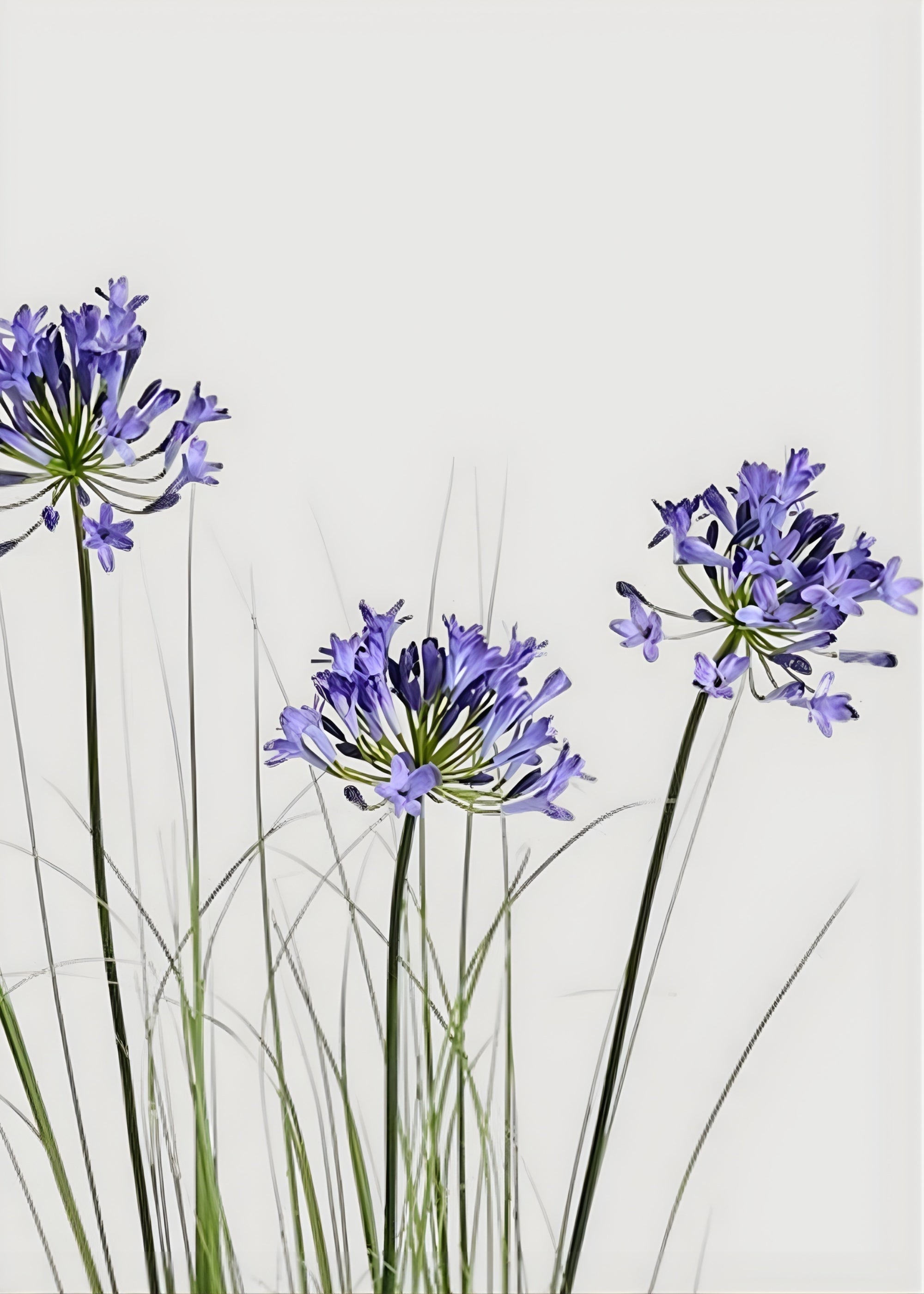 Blue Agapanthus Grass for Home Decor