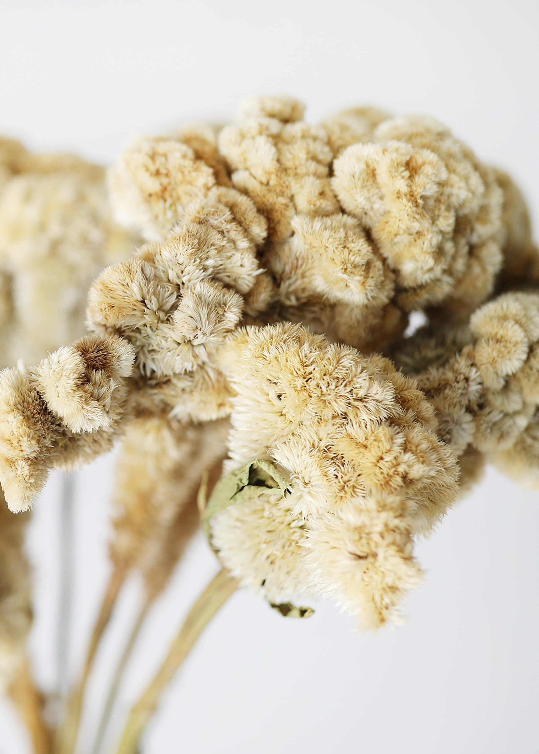 Natural Dried Celosia for Table Centerpiece