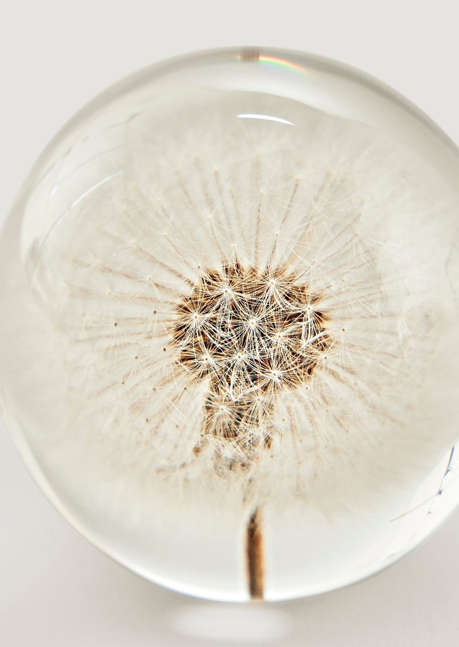 Dried Dandelion Head Paper Weight for Home Decor