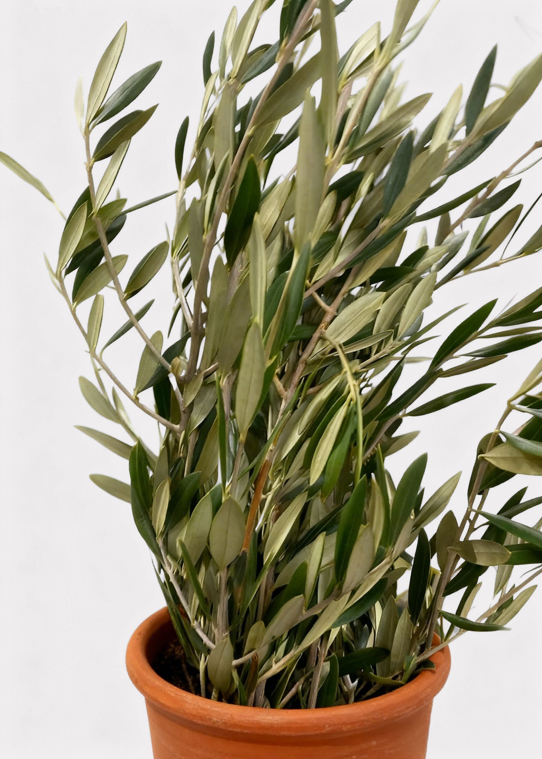 Green Artificial Olive Branch for Home Decor