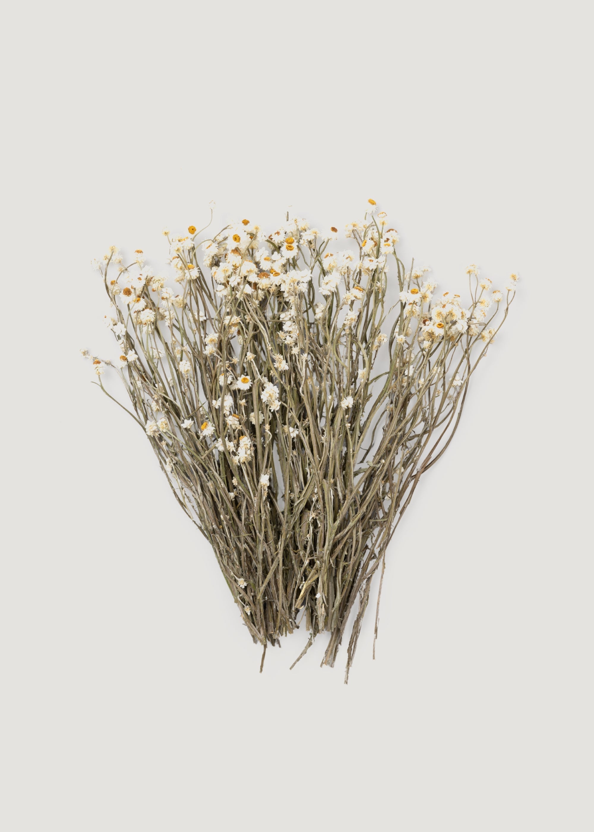 White Dried Natural White Ammobium 4 Oz Bunch for Wedding Decor