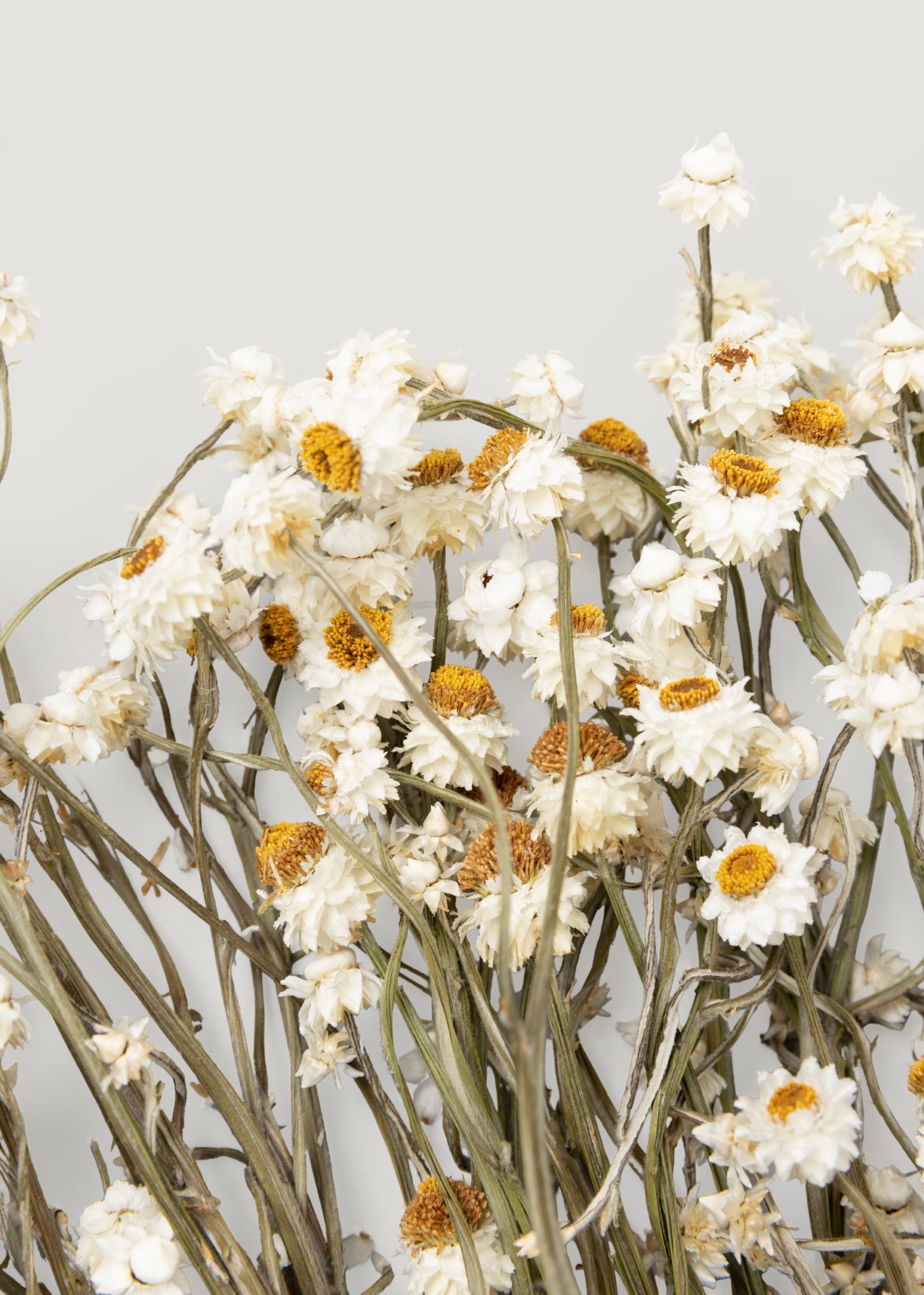 White Dried Natural White Ammobium 4 Oz Bunch for Vase Styling