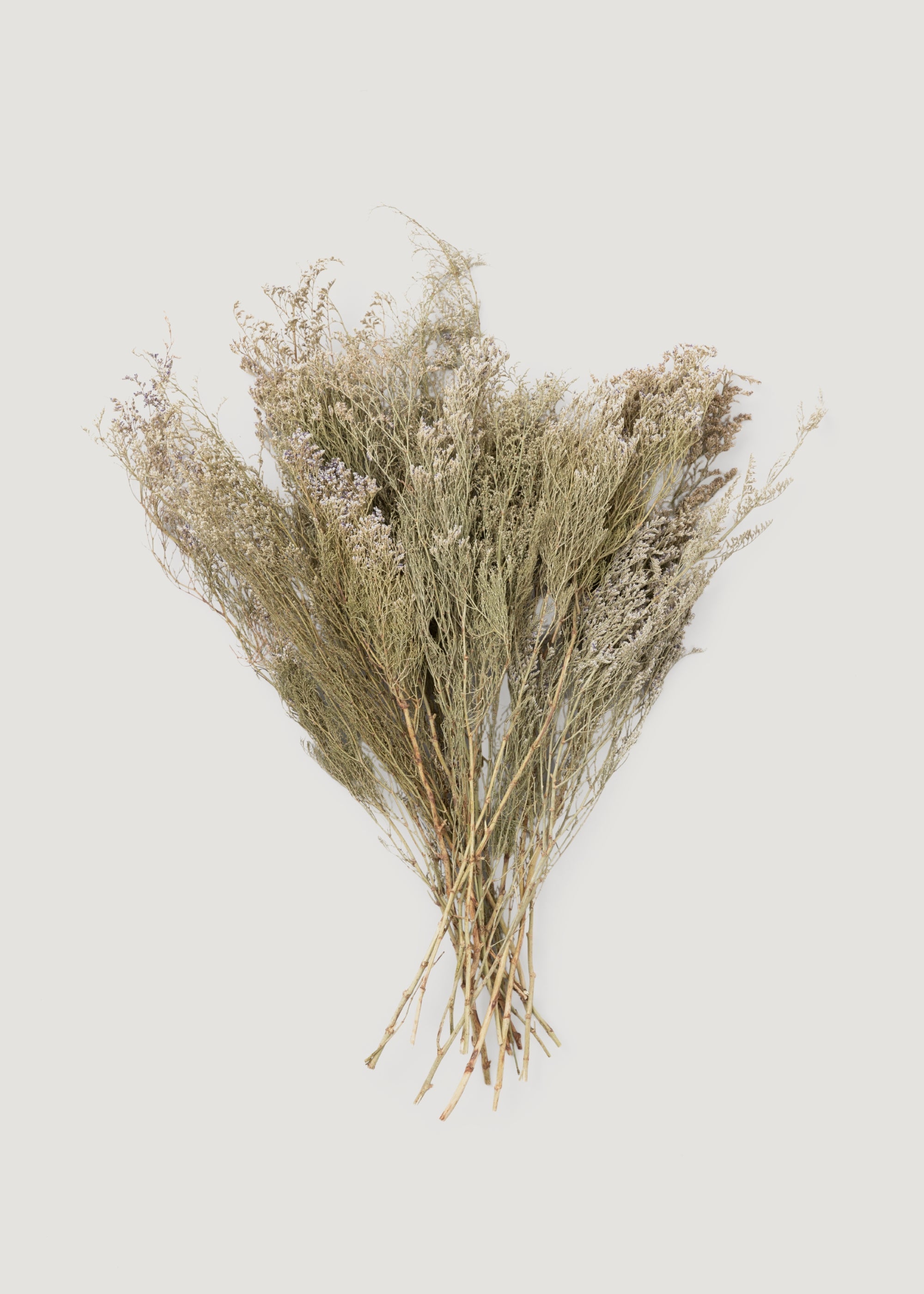 White Dried Natural White Caspia 4 Oz Bunch for Vase Styling