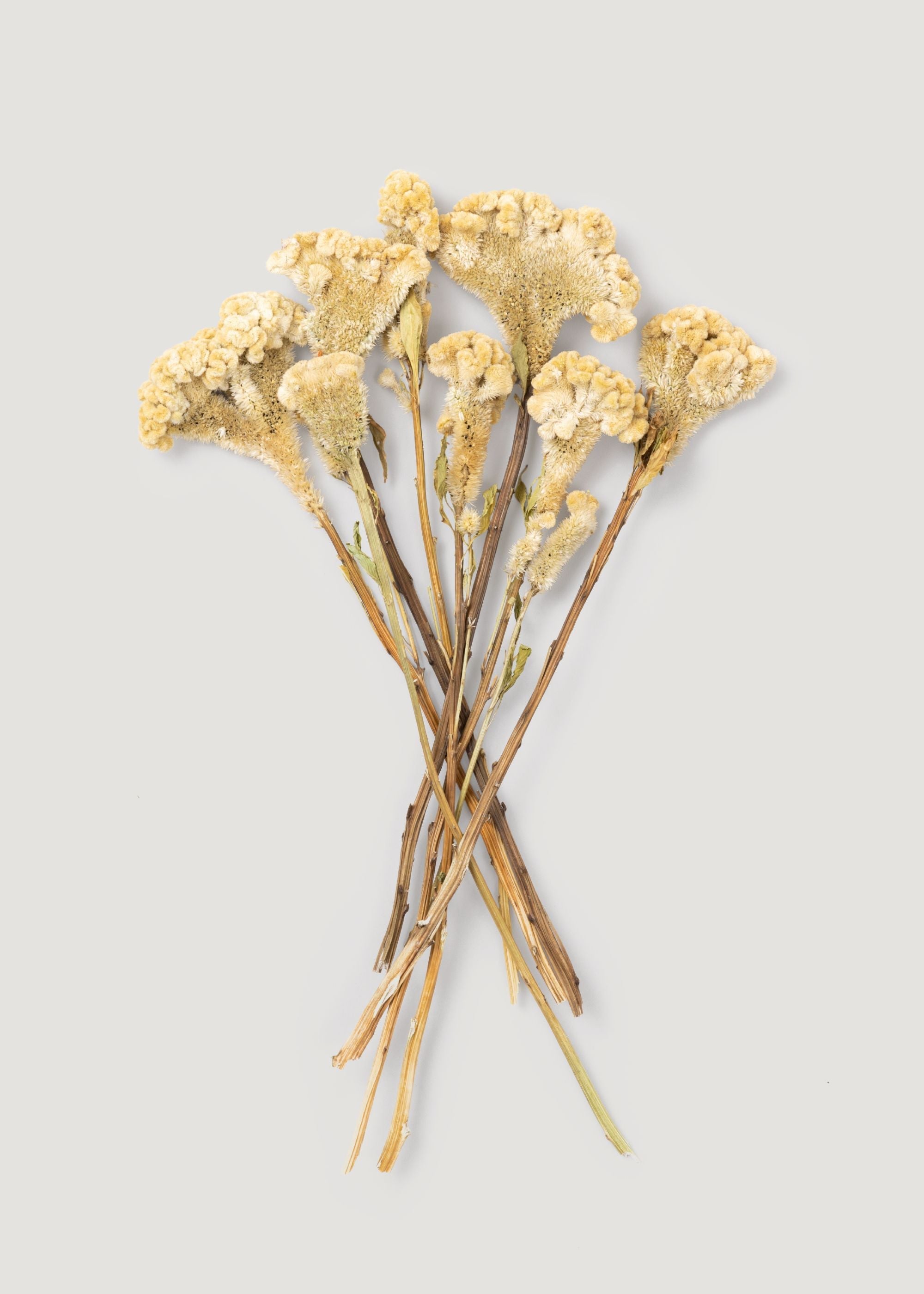 Natural Dried Celosia for Vase Styling
