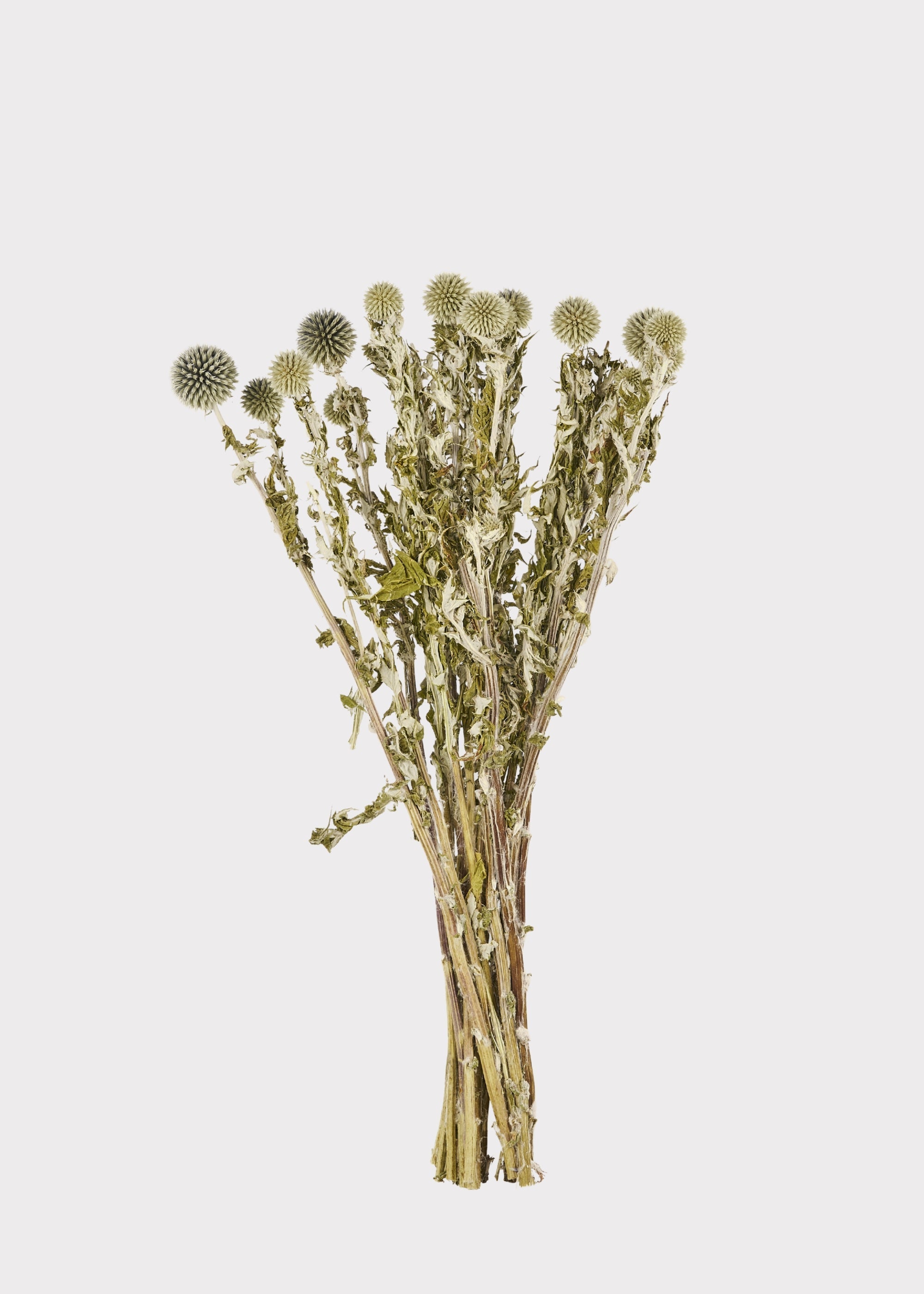 Green Dried Echinops Globe Thistles for Vase Styling