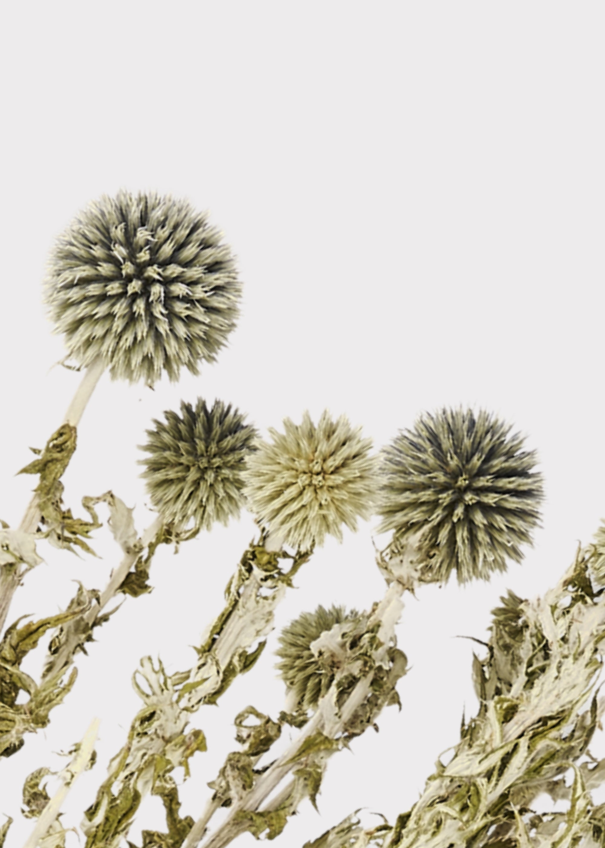 Green Dried Echinops Globe Thistles for Home Decor