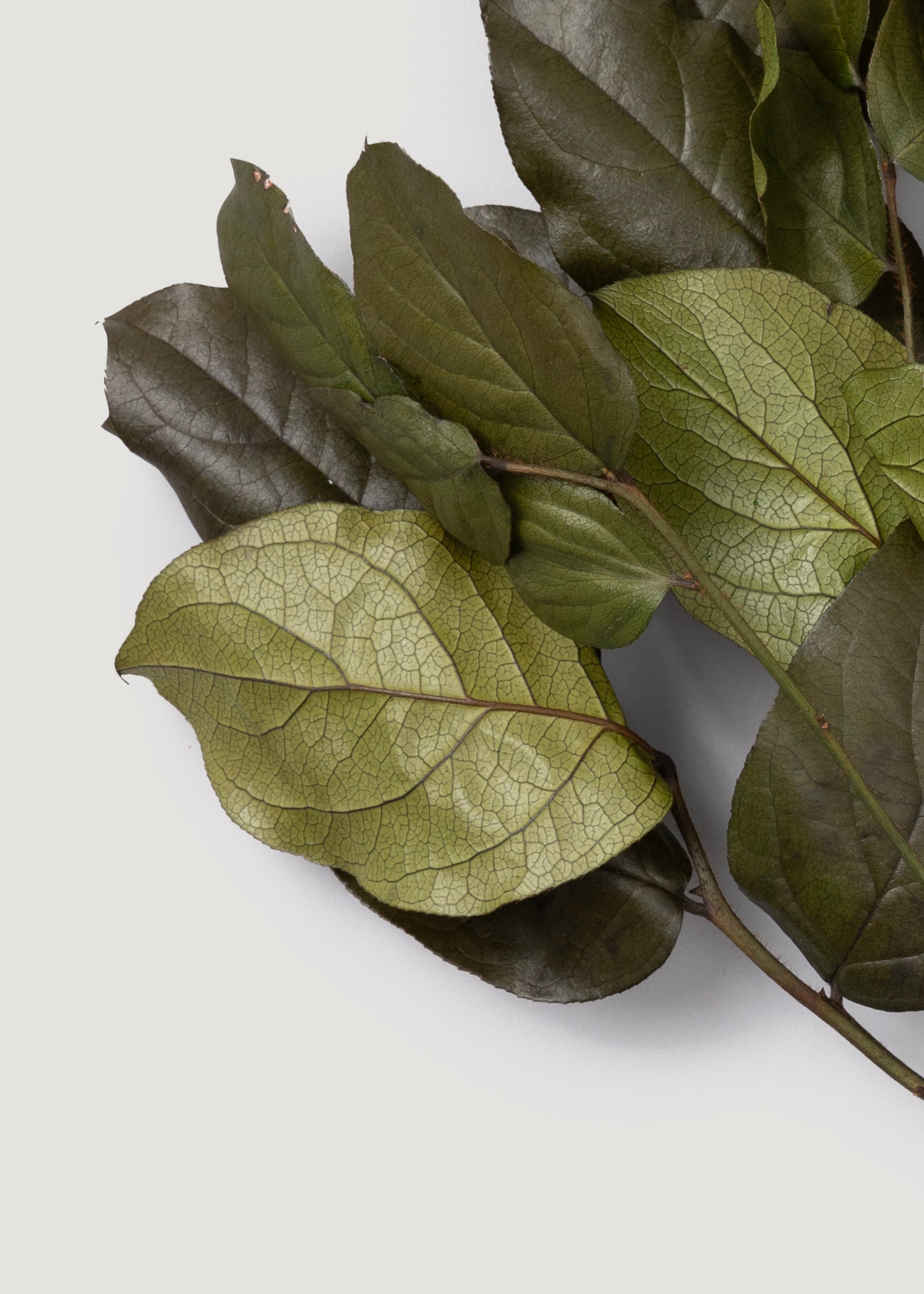 Green Dried Leaves Stems for Home Decor