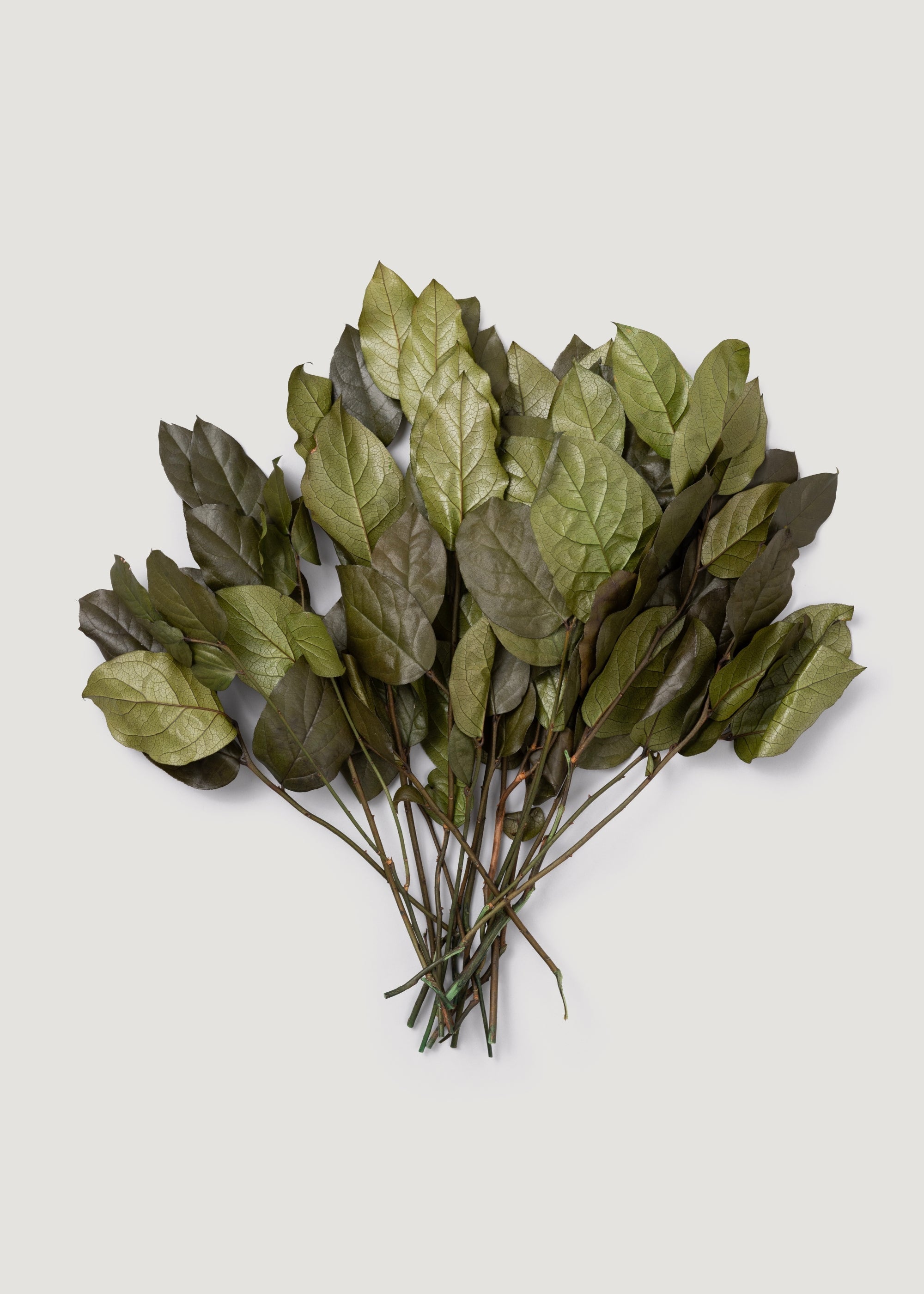 Green Dried Leaves Stems for Vase Styling