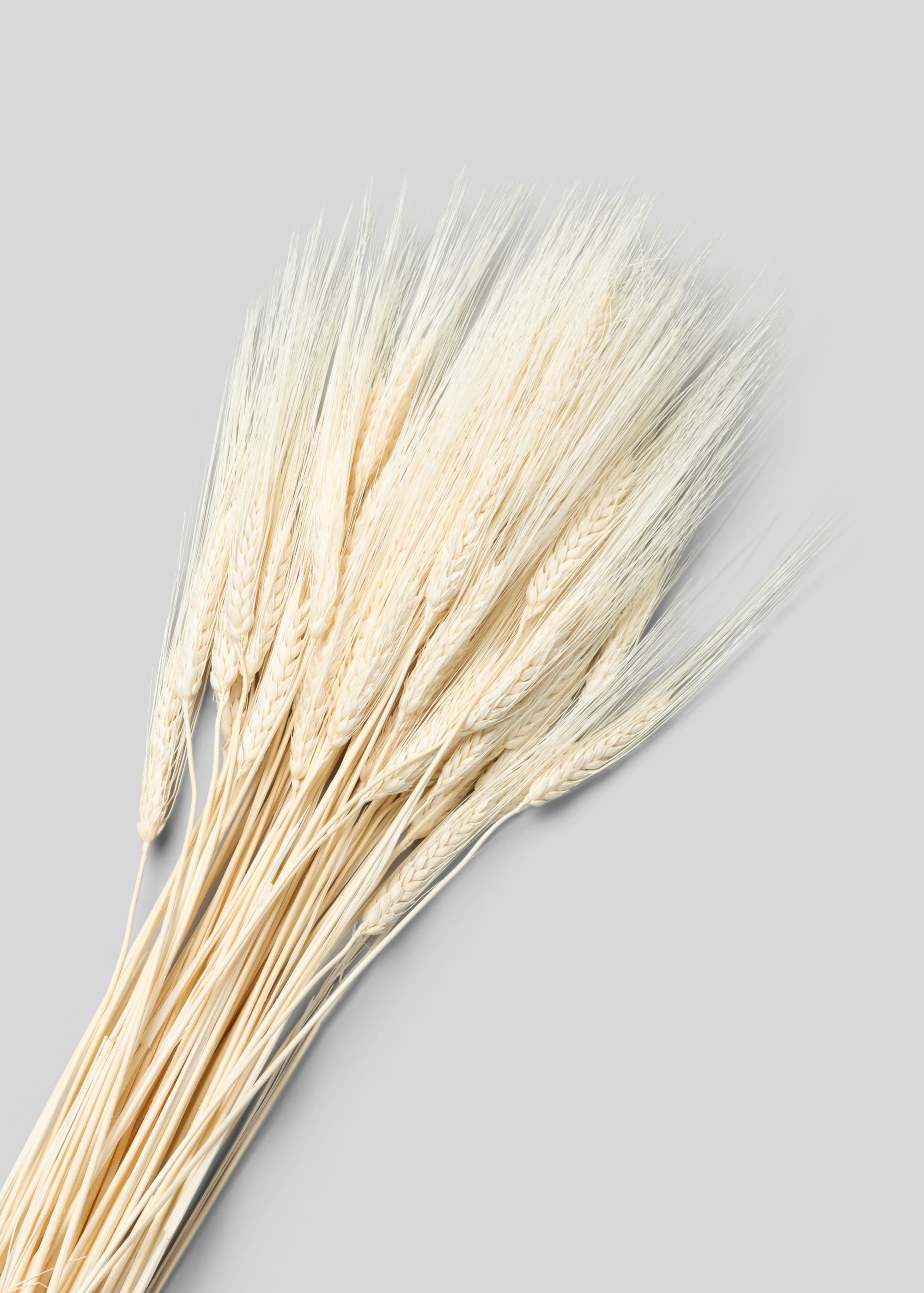 Natural Dried Bleached Natural Triticum Wheat 8 Oz Bunch for Table Centerpiece