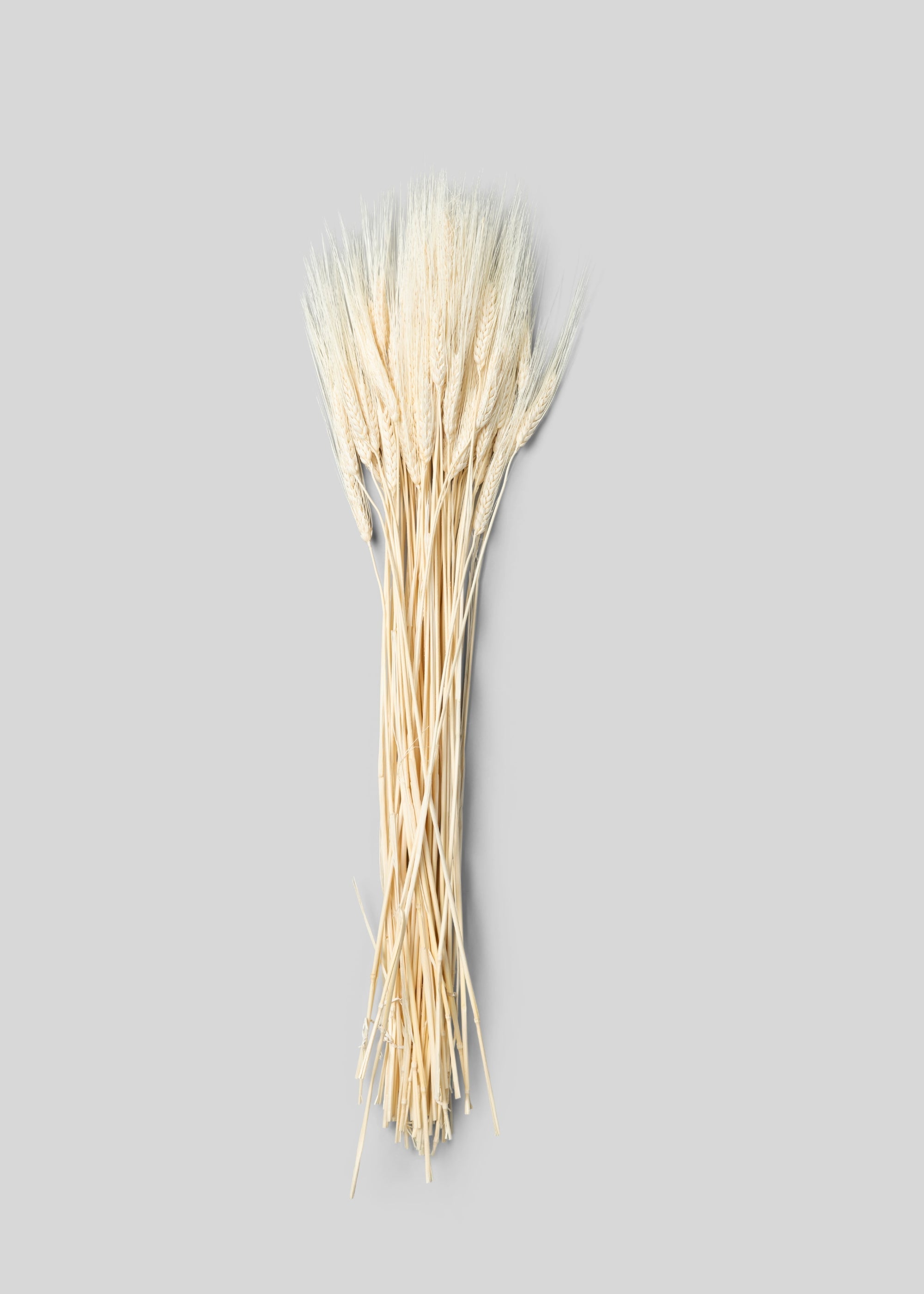 Natural Dried Bleached Natural Triticum Wheat 8 Oz Bunch for Vase Styling