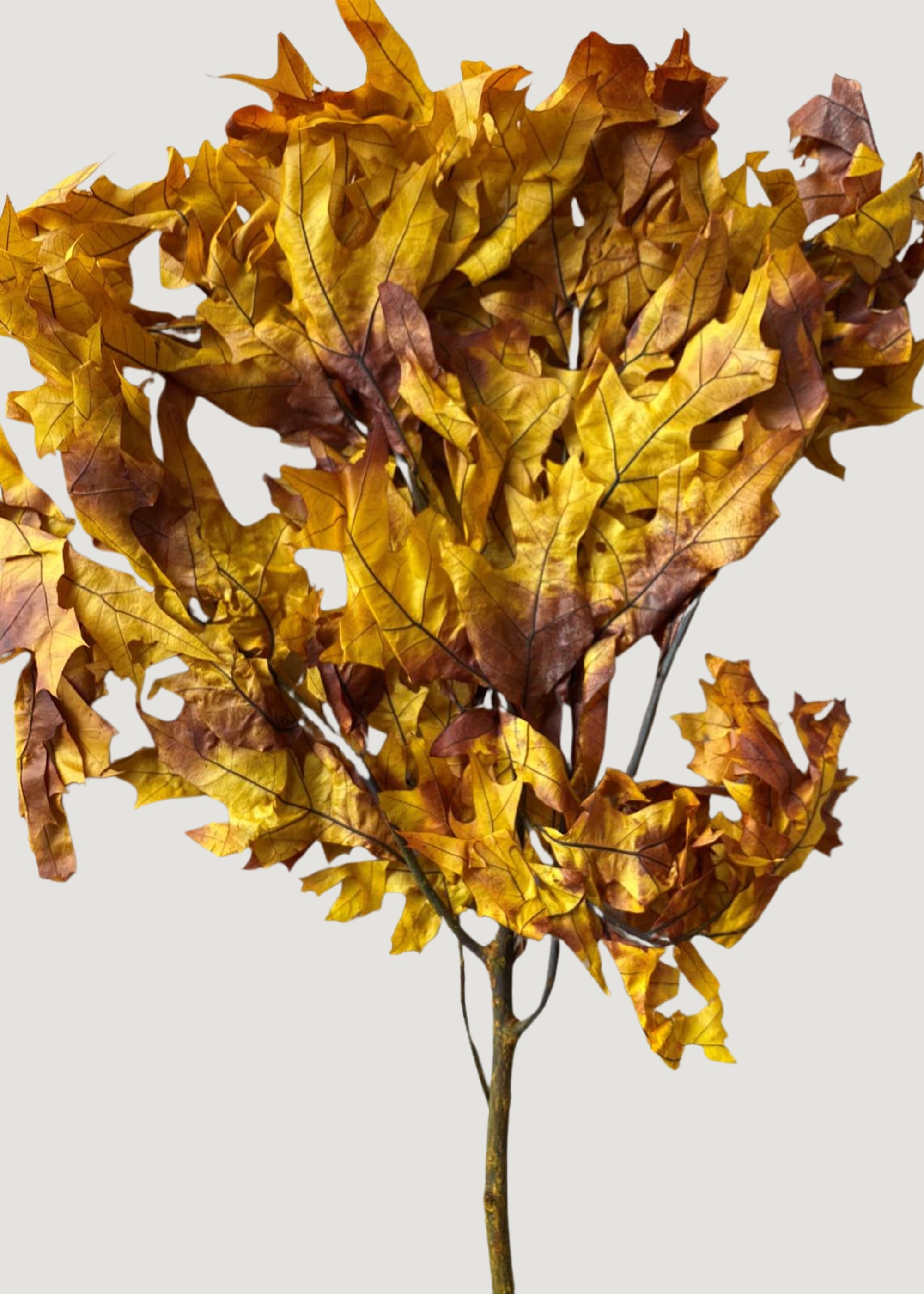 Brown Dried Leaves Stems for Vase Styling