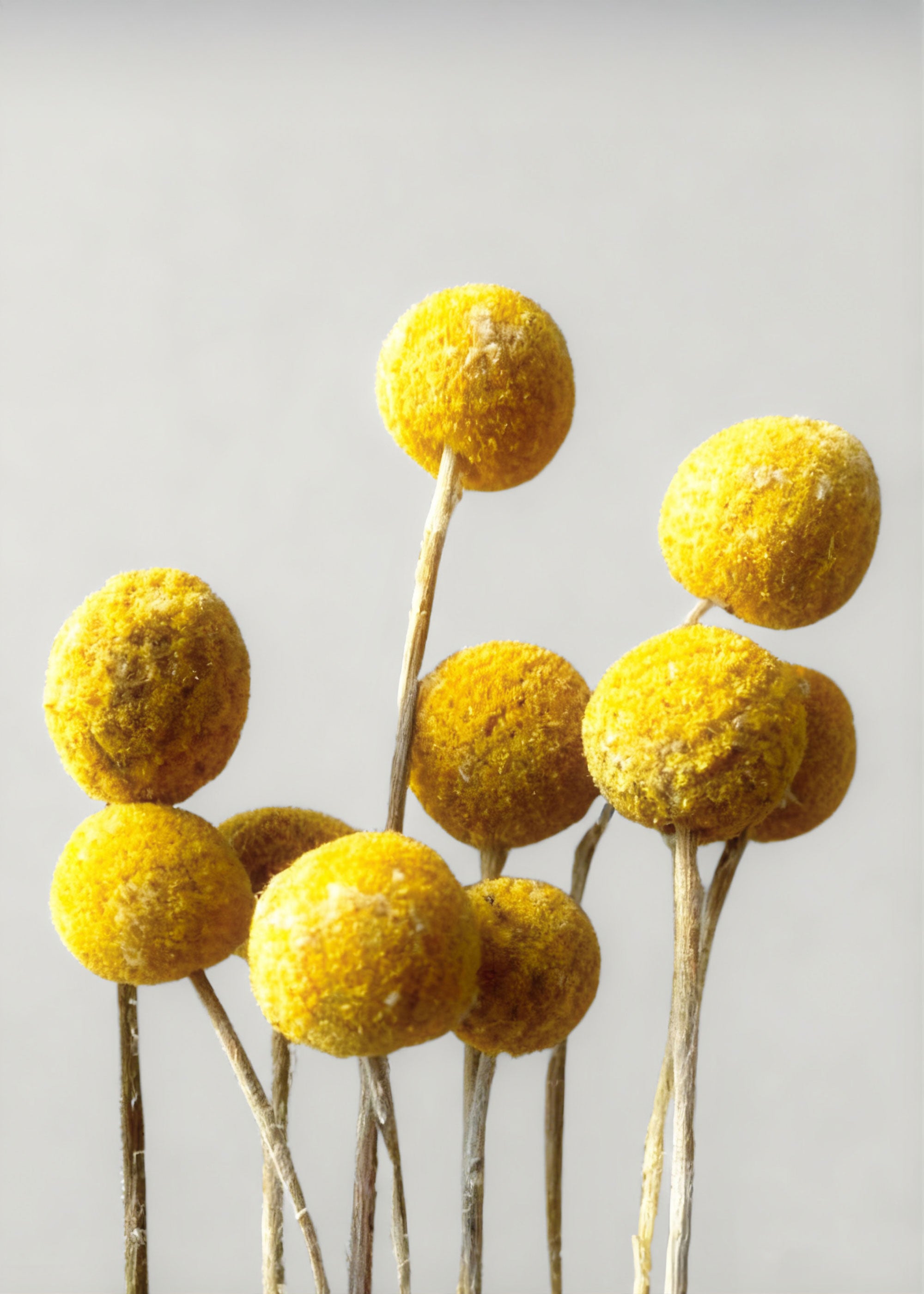 Yellow Dried Craspedia Bundle for Wedding Decor