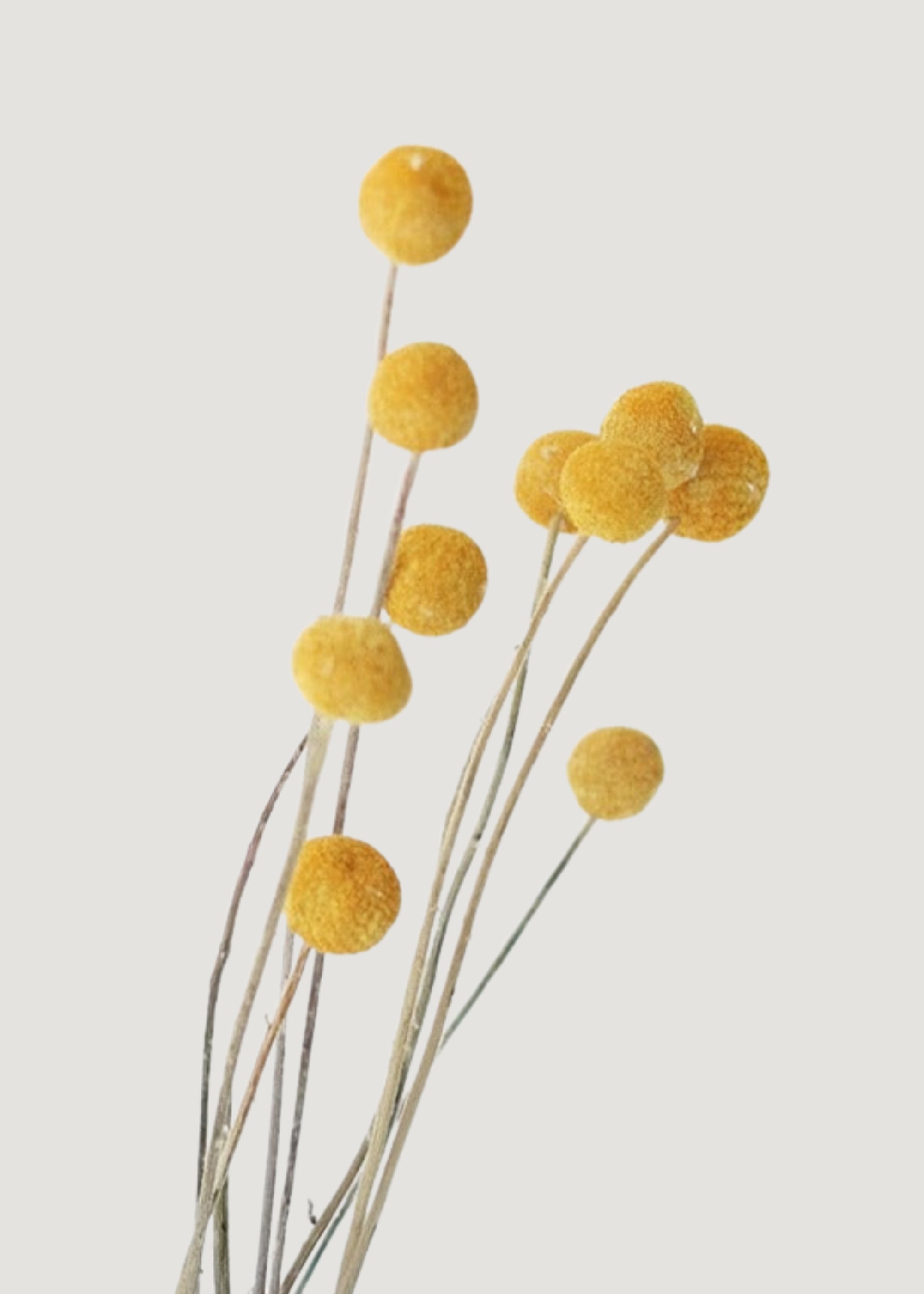 Yellow Dried Craspedia Bundle for Vase Styling