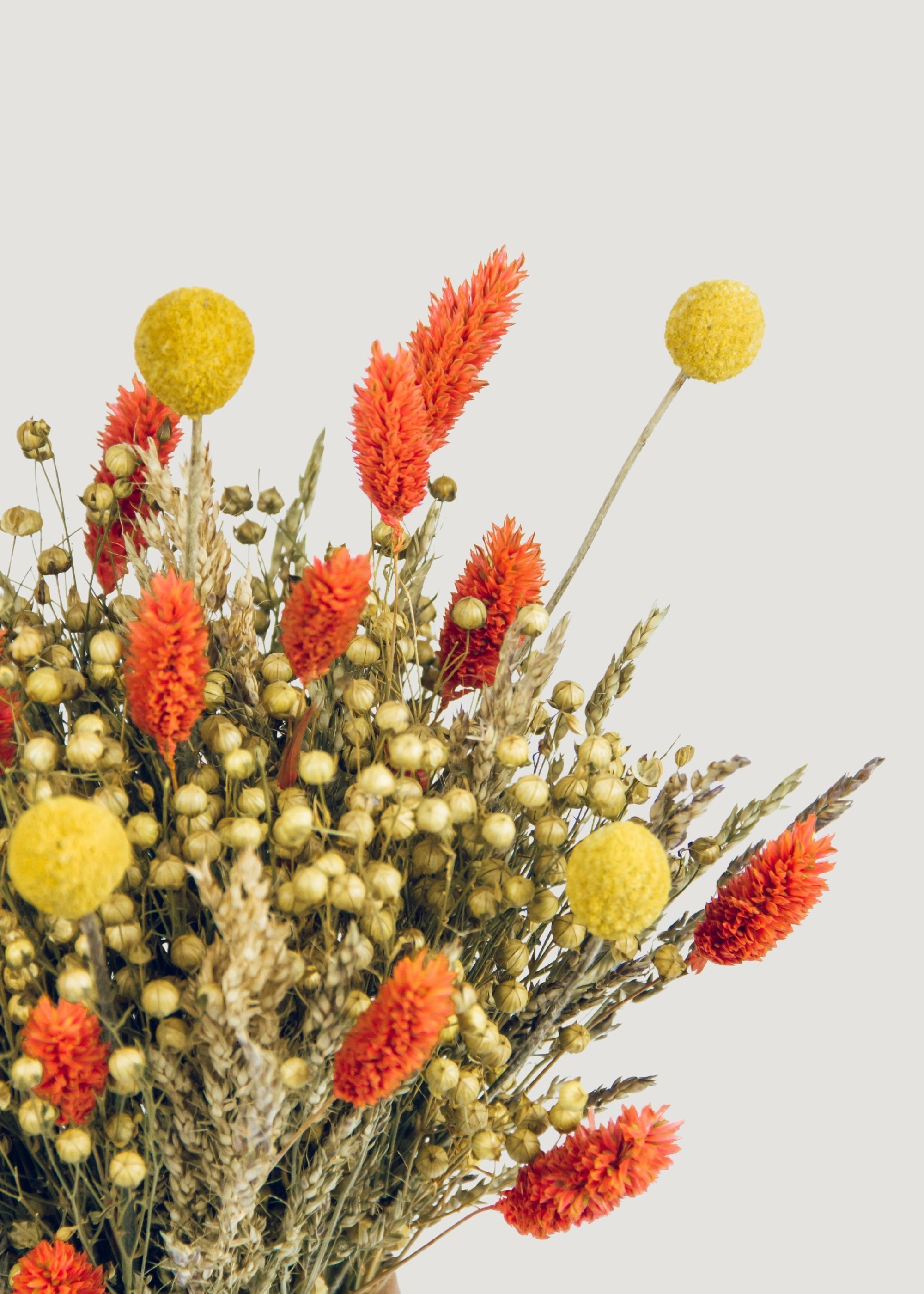 Yellow Dried Craspedia Bundle for Home Decor