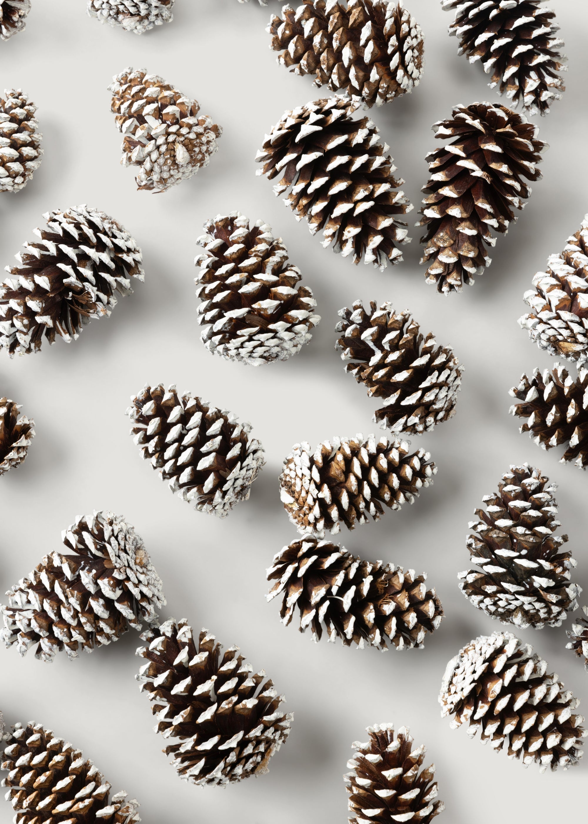 White Dried Pine Bundle for Vase Styling