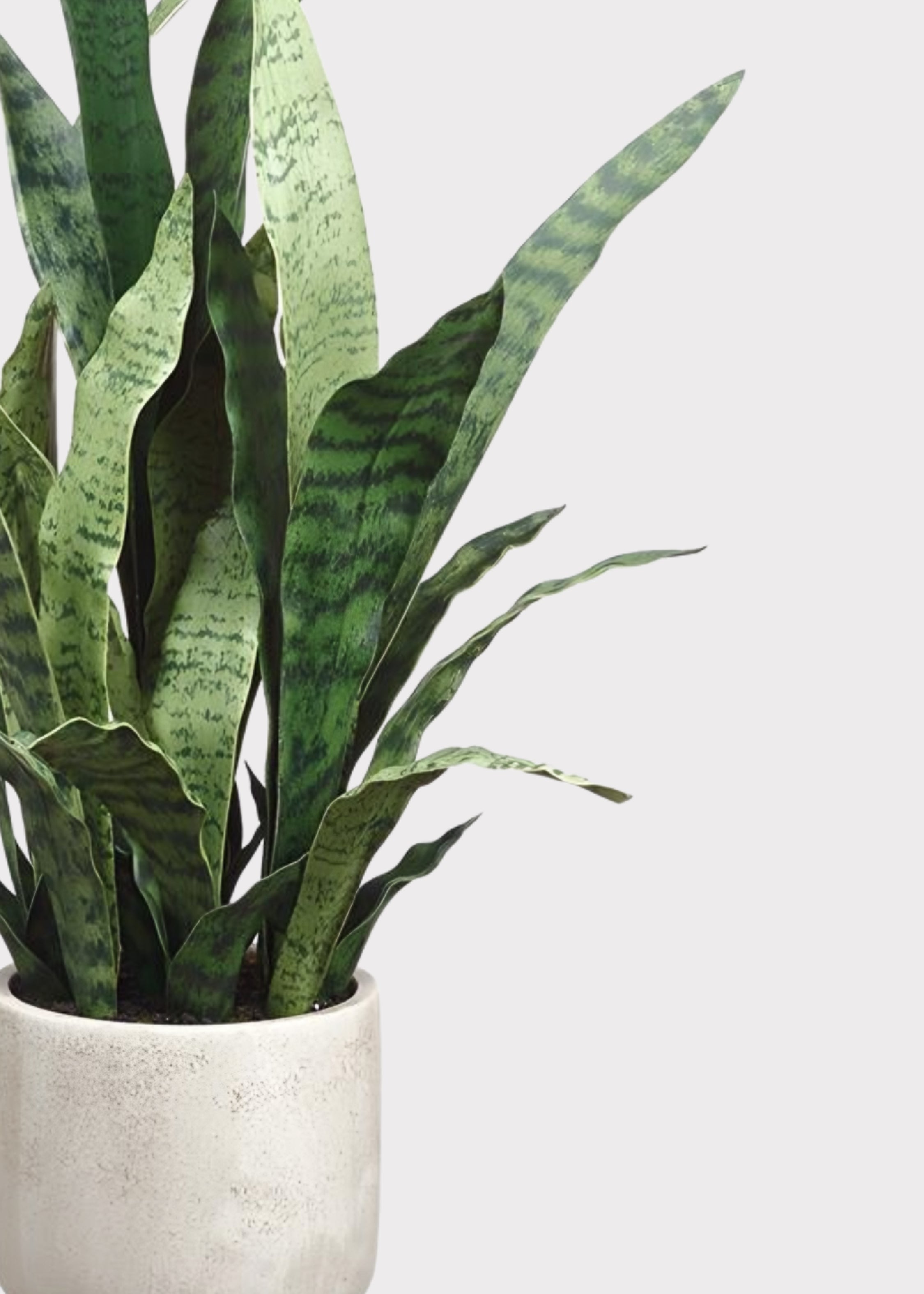 Green Artificial Potted Snake for Home Decor