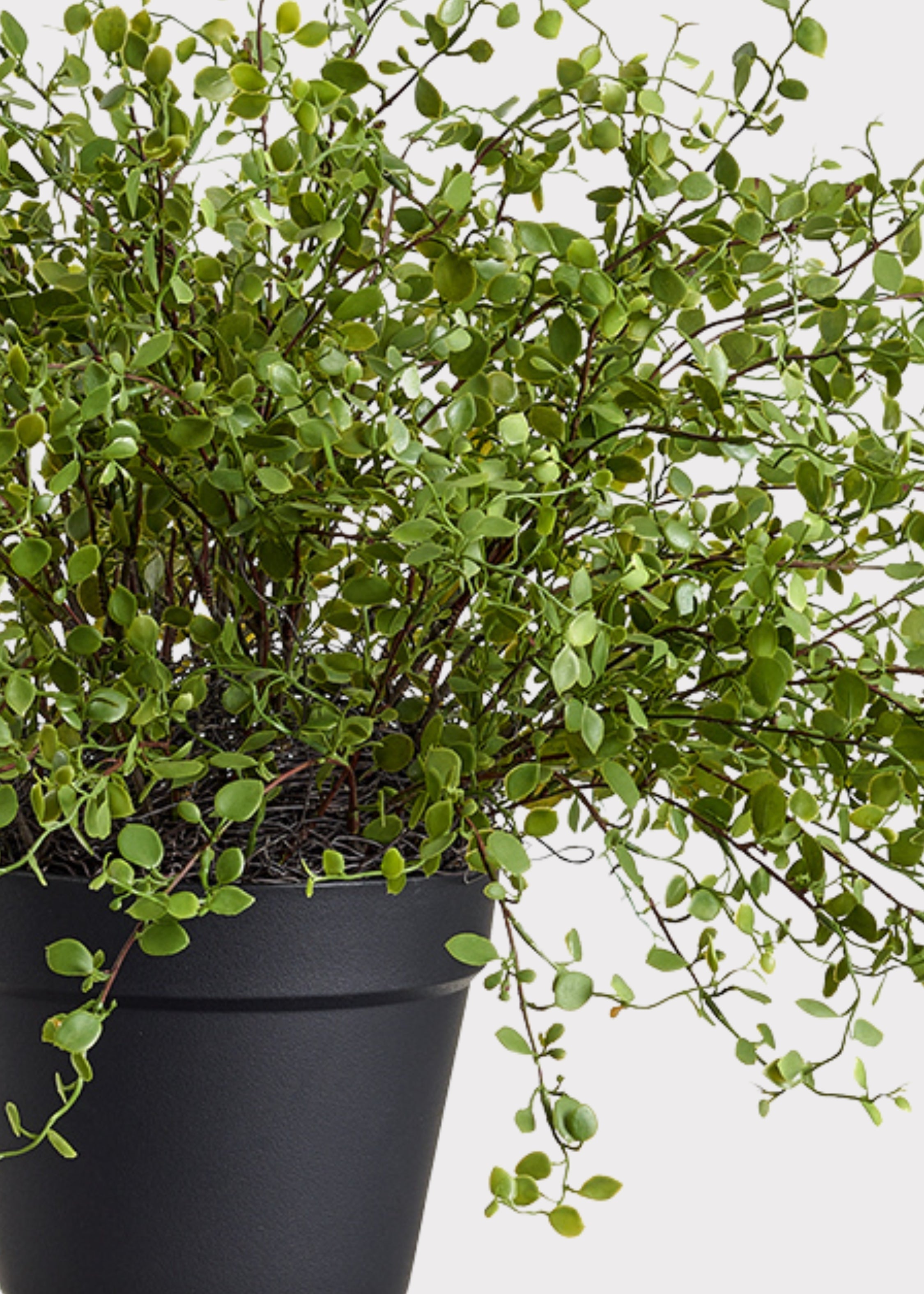 Green Artificial Maidenhair Creeping Vine Potted for Table Centerpiece