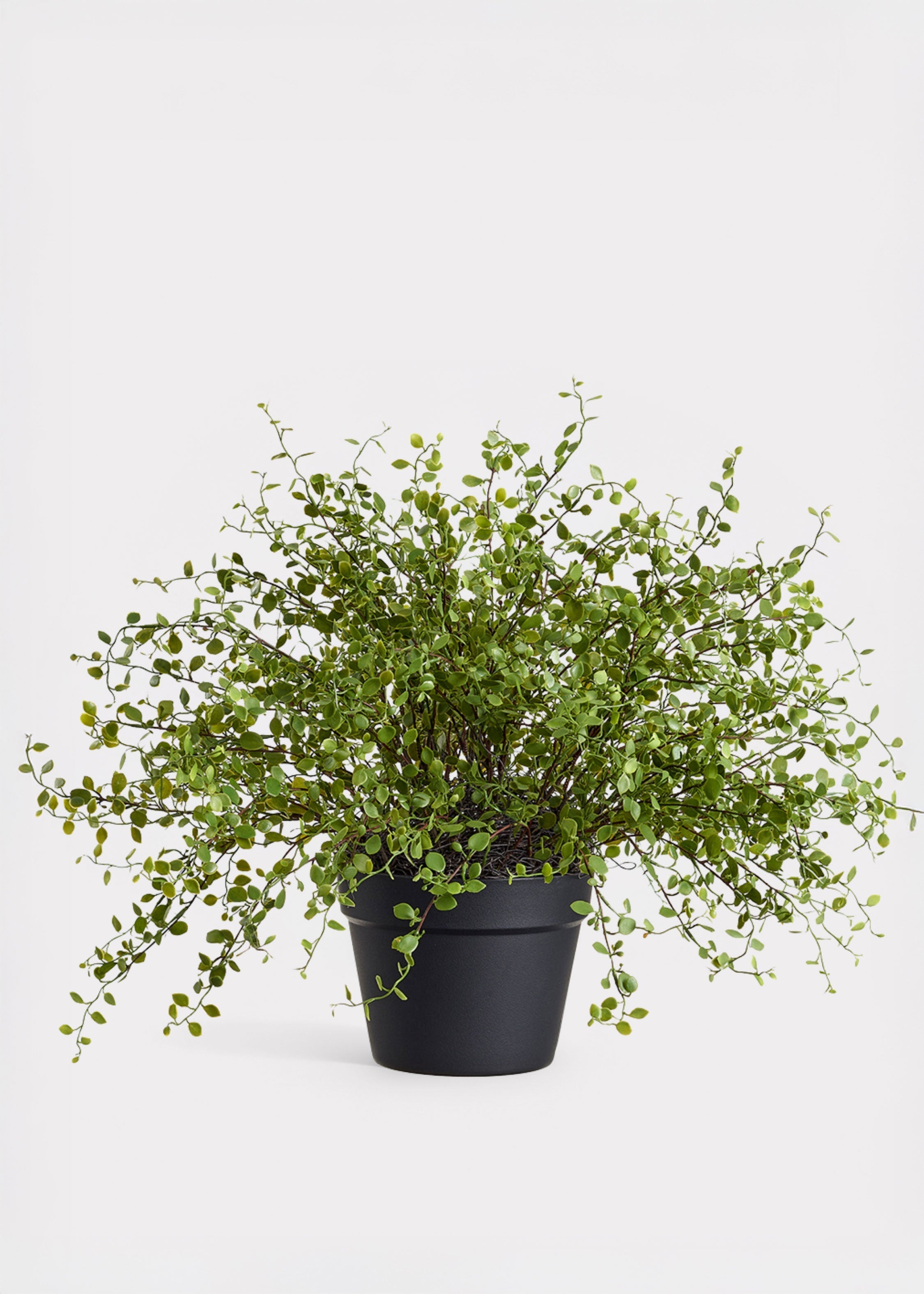 Green Artificial Maidenhair Creeping Vine Potted for Vase Styling