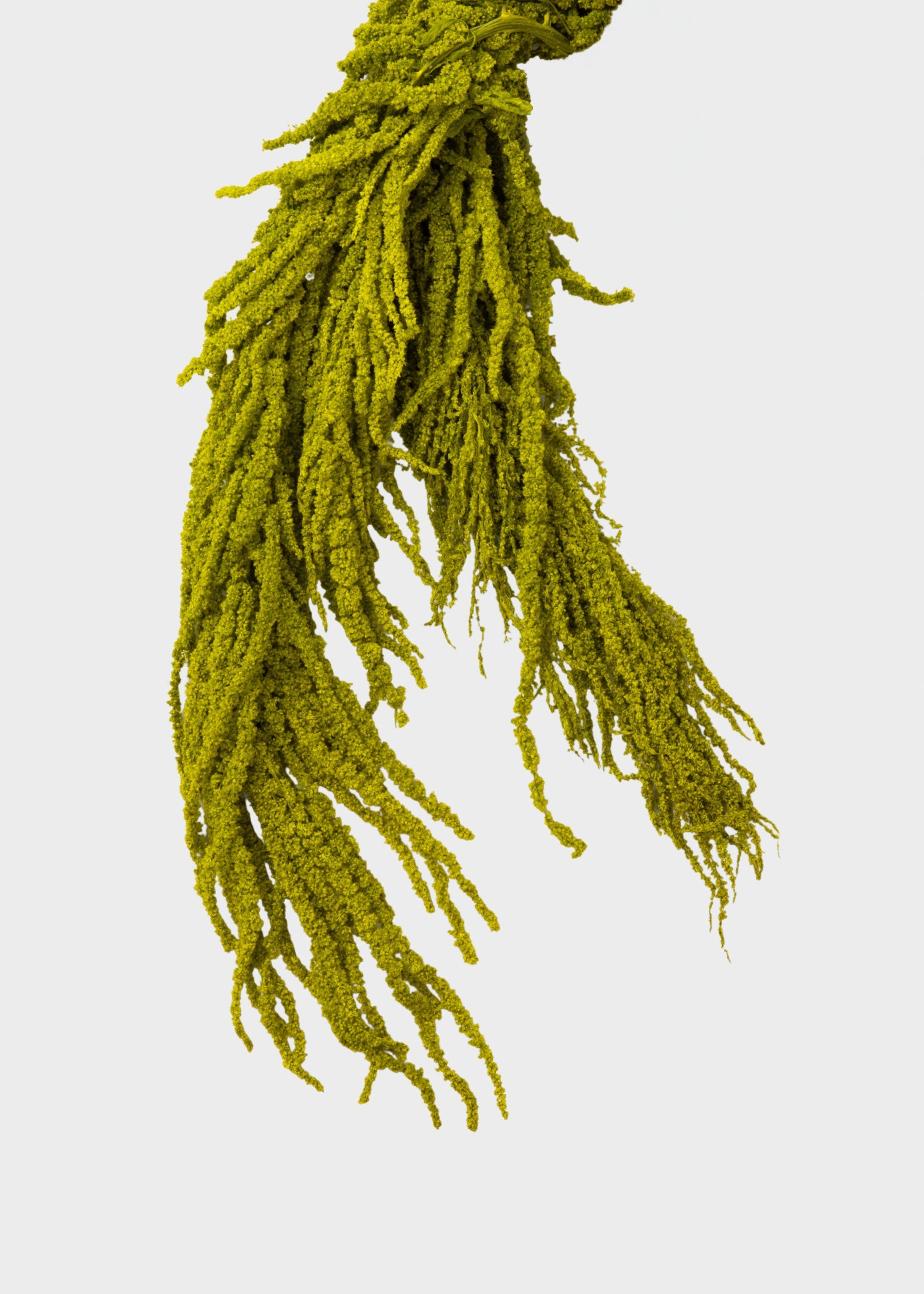 Green Dried Hanging Amaranthus for Table Centerpiece