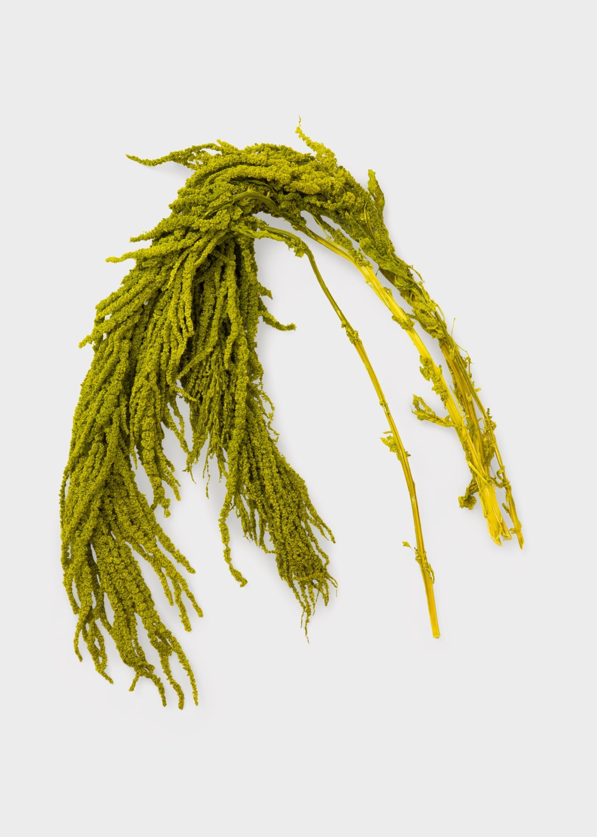 Green Dried Hanging Amaranthus for Vase Styling