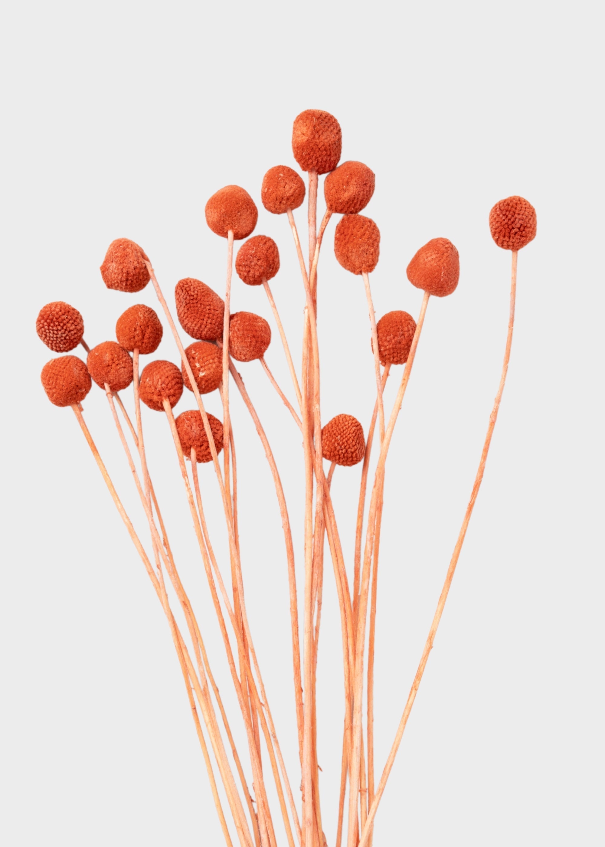 Orange Dried Billy Button Bundle Stems for Vase Styling