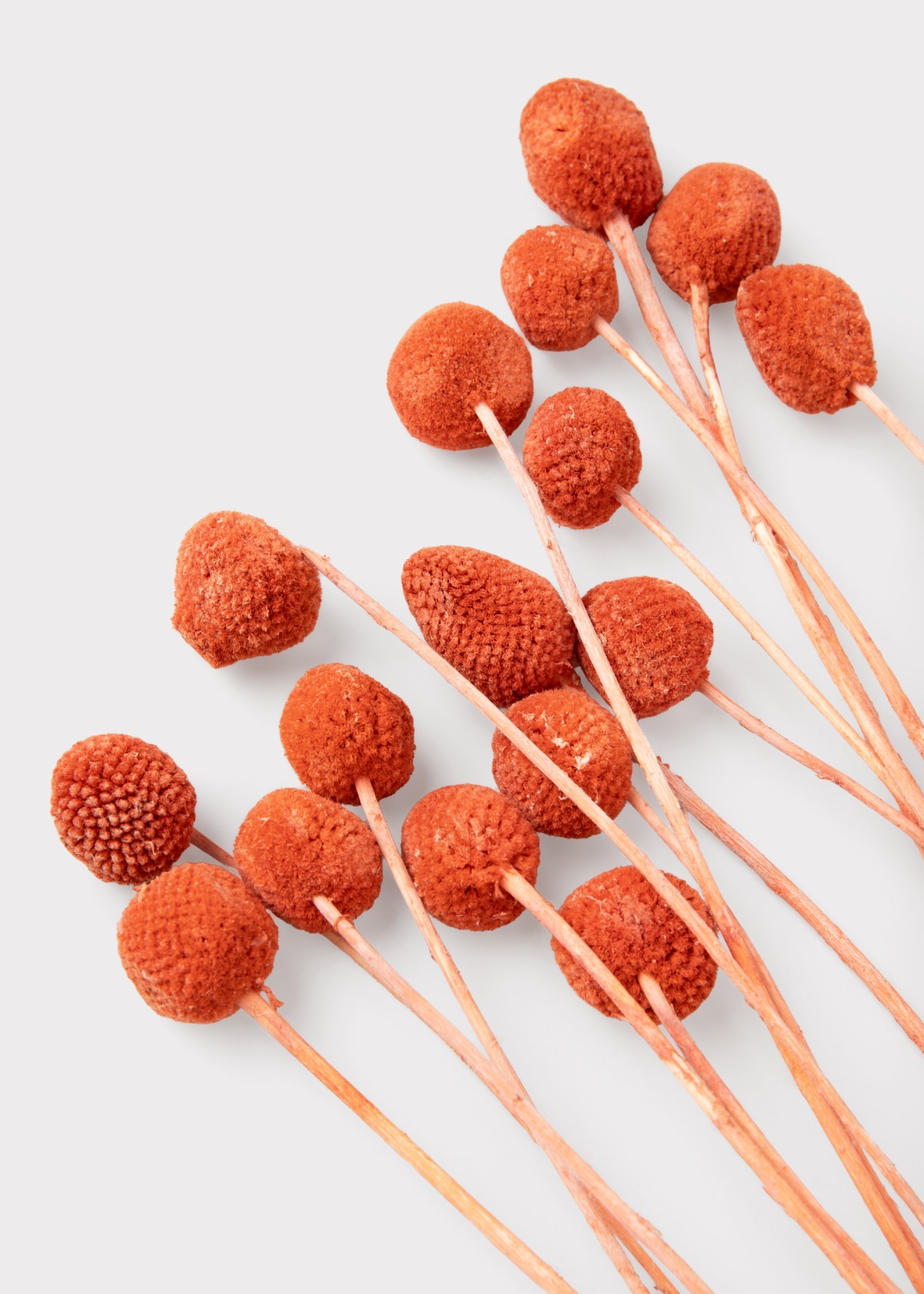 Orange Dried Billy Button Bundle Stems for Table Centerpiece