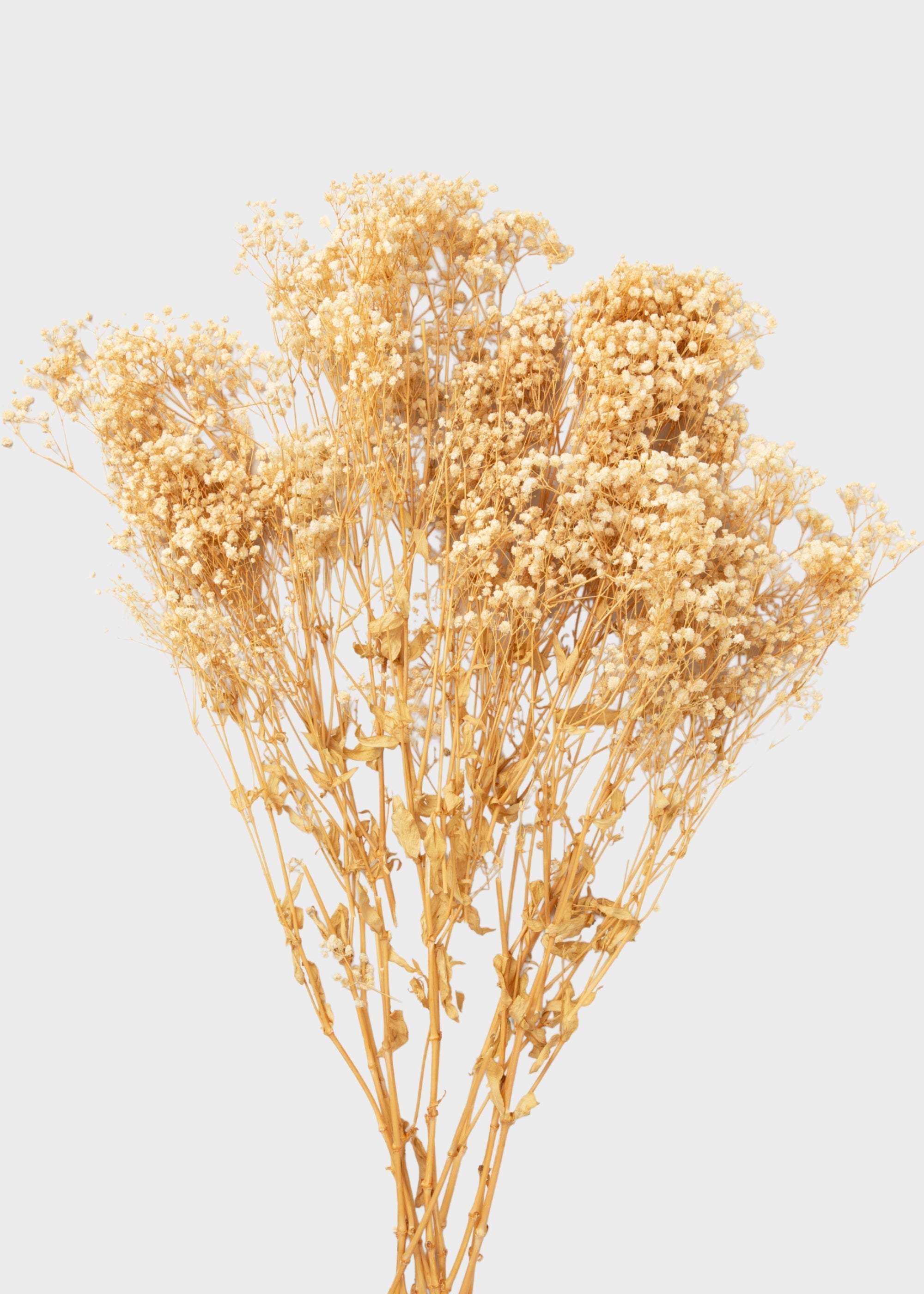 Beige Dried Natural Beige Gypsophila 8.25 Oz Bunch for Vase Styling