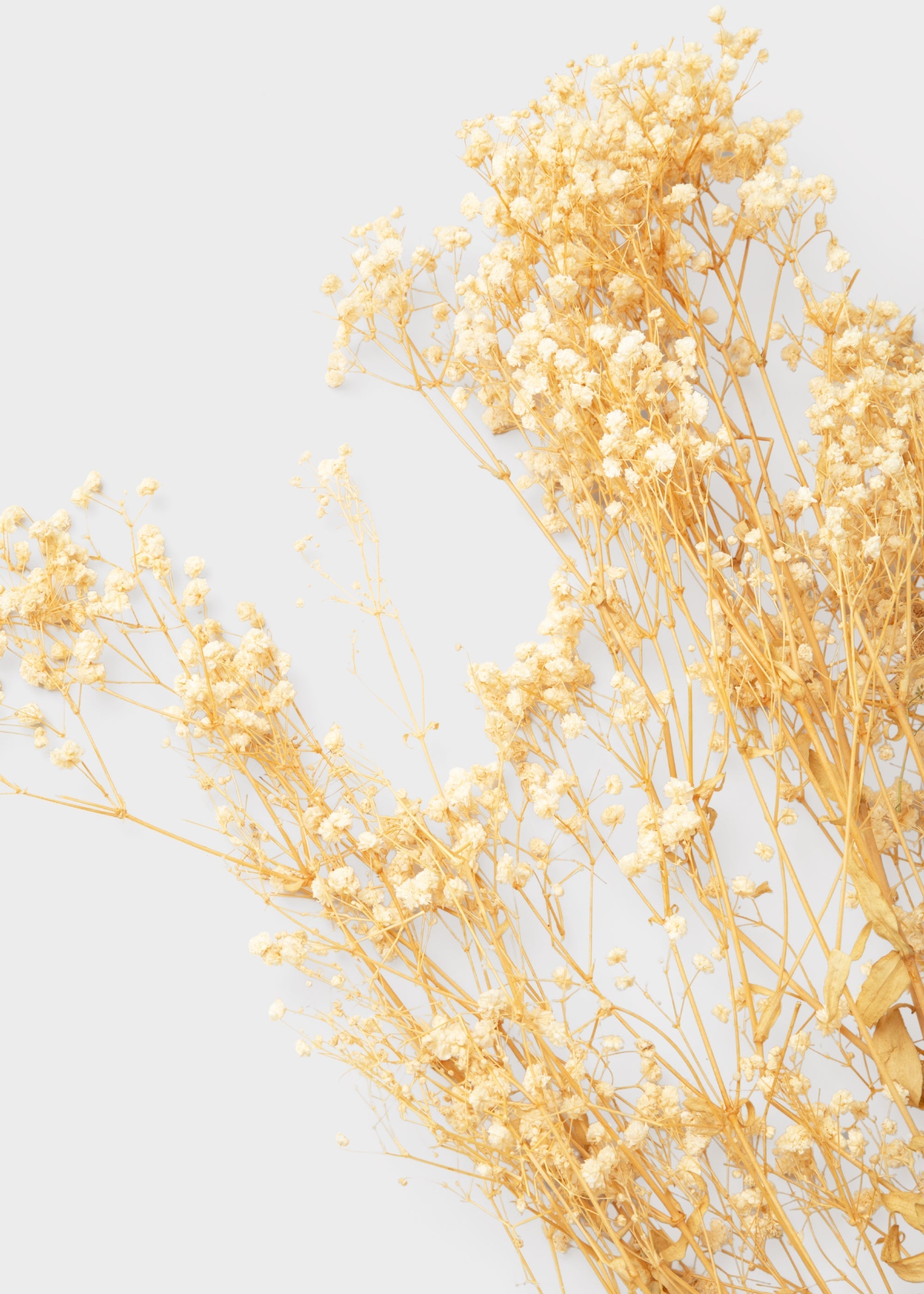Beige Dried Natural Beige Gypsophila 8.25 Oz Bunch for Home Decor