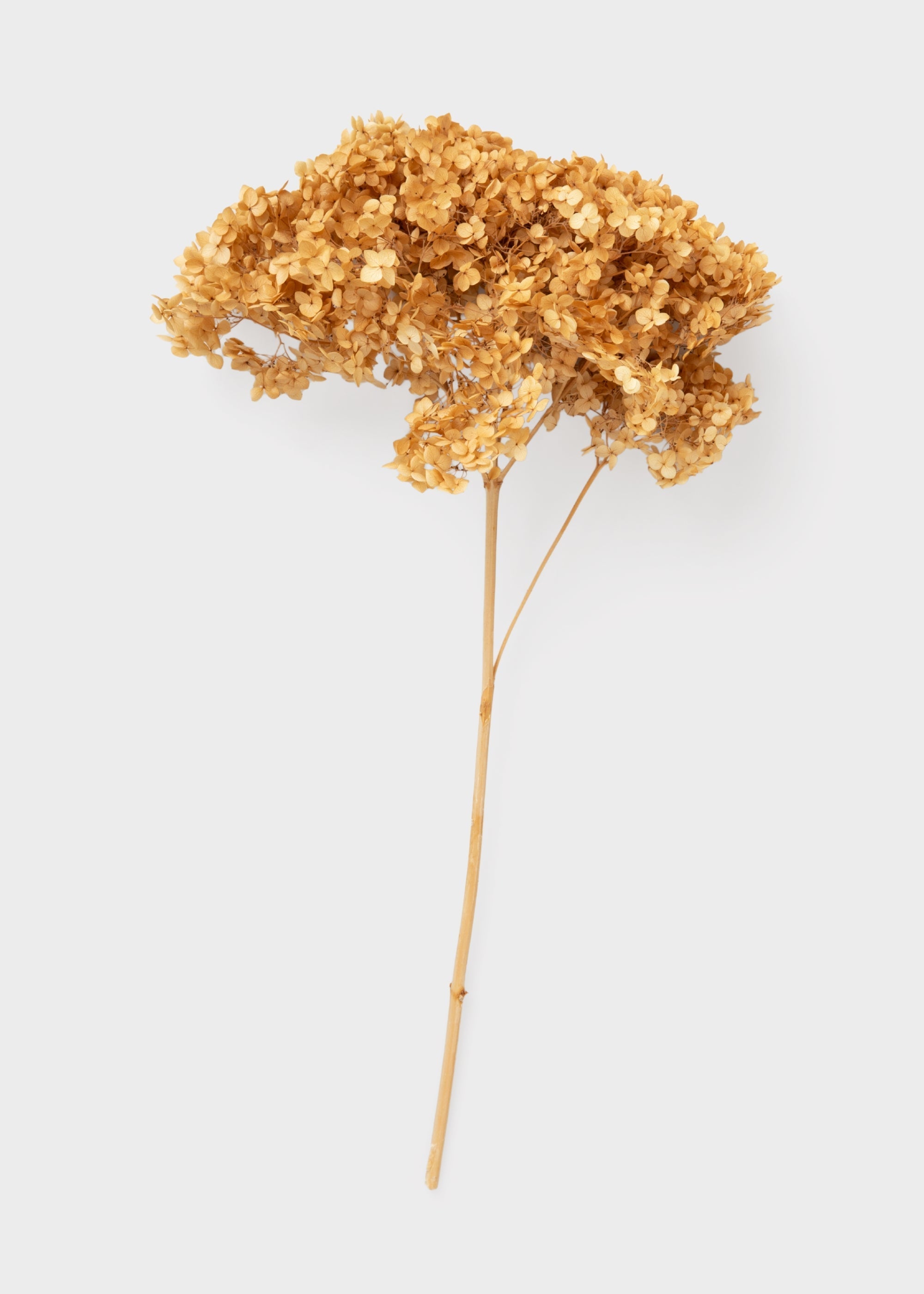 Beige Dried Hydrangea Stems for Table Centerpiece