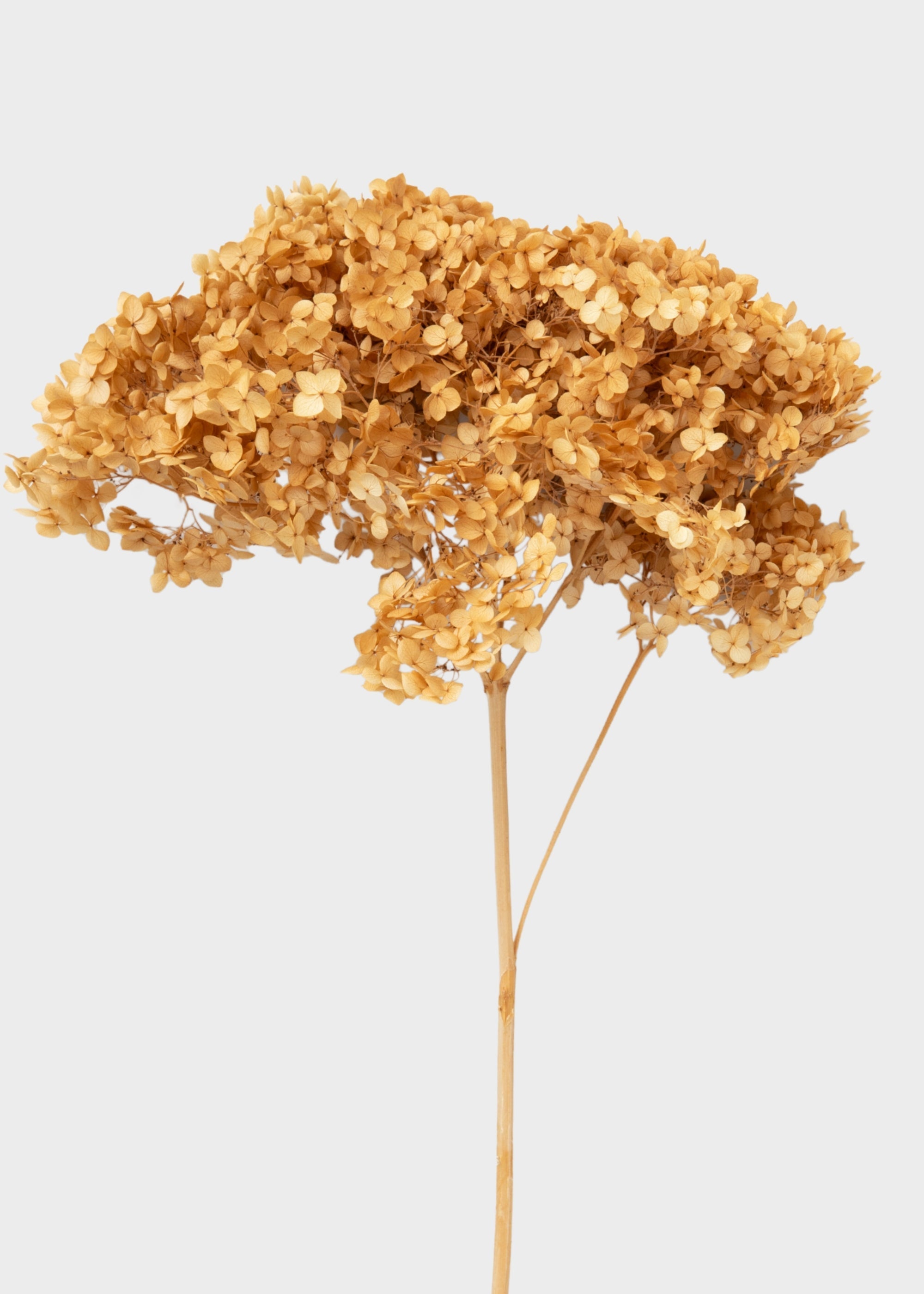 Beige Dried Hydrangea Stems for Vase Styling