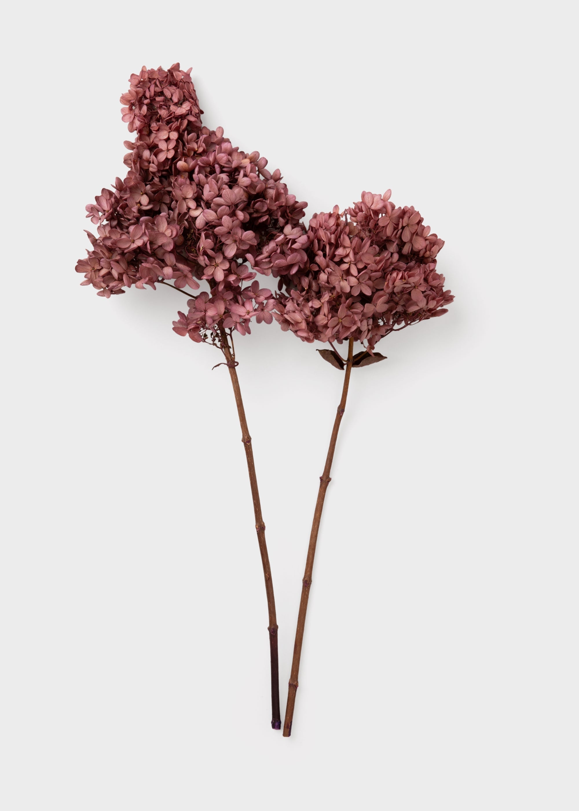 Pink Dried Hydrangea Stems for Table Centerpiece