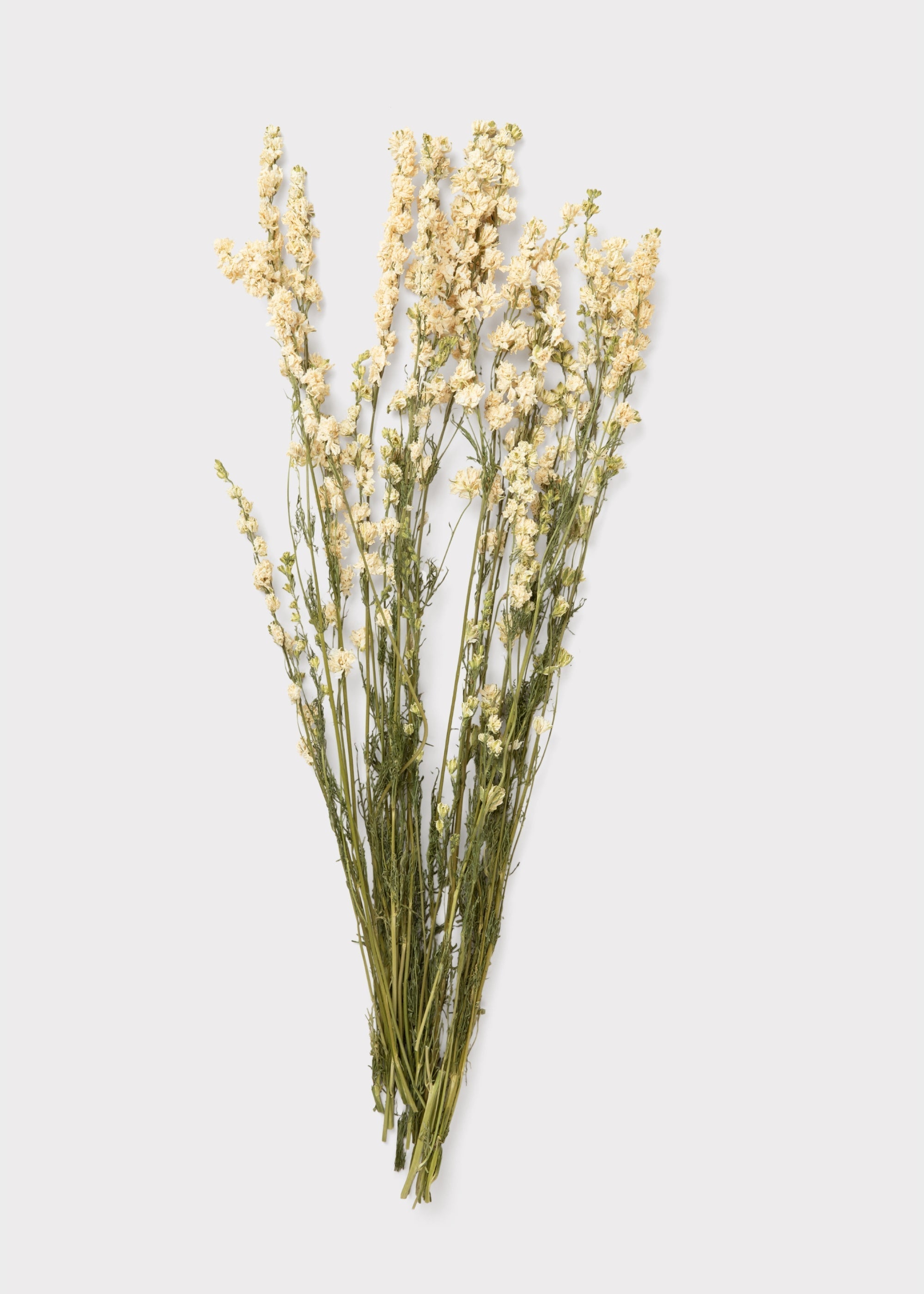 White Dried Larkspur Bundle Stems for Wedding Decor