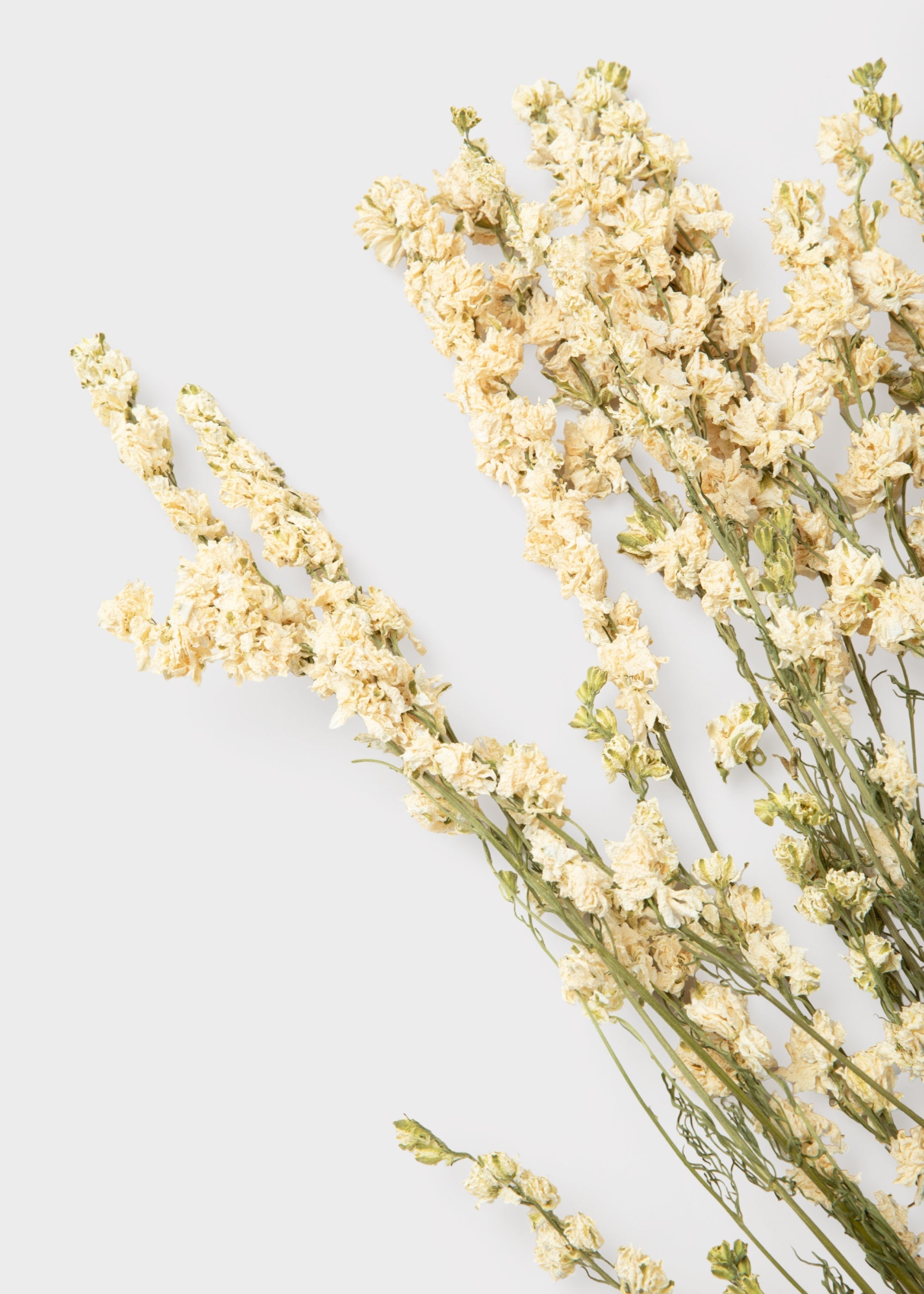 White Dried Larkspur Bundle Stems for Table Centerpiece