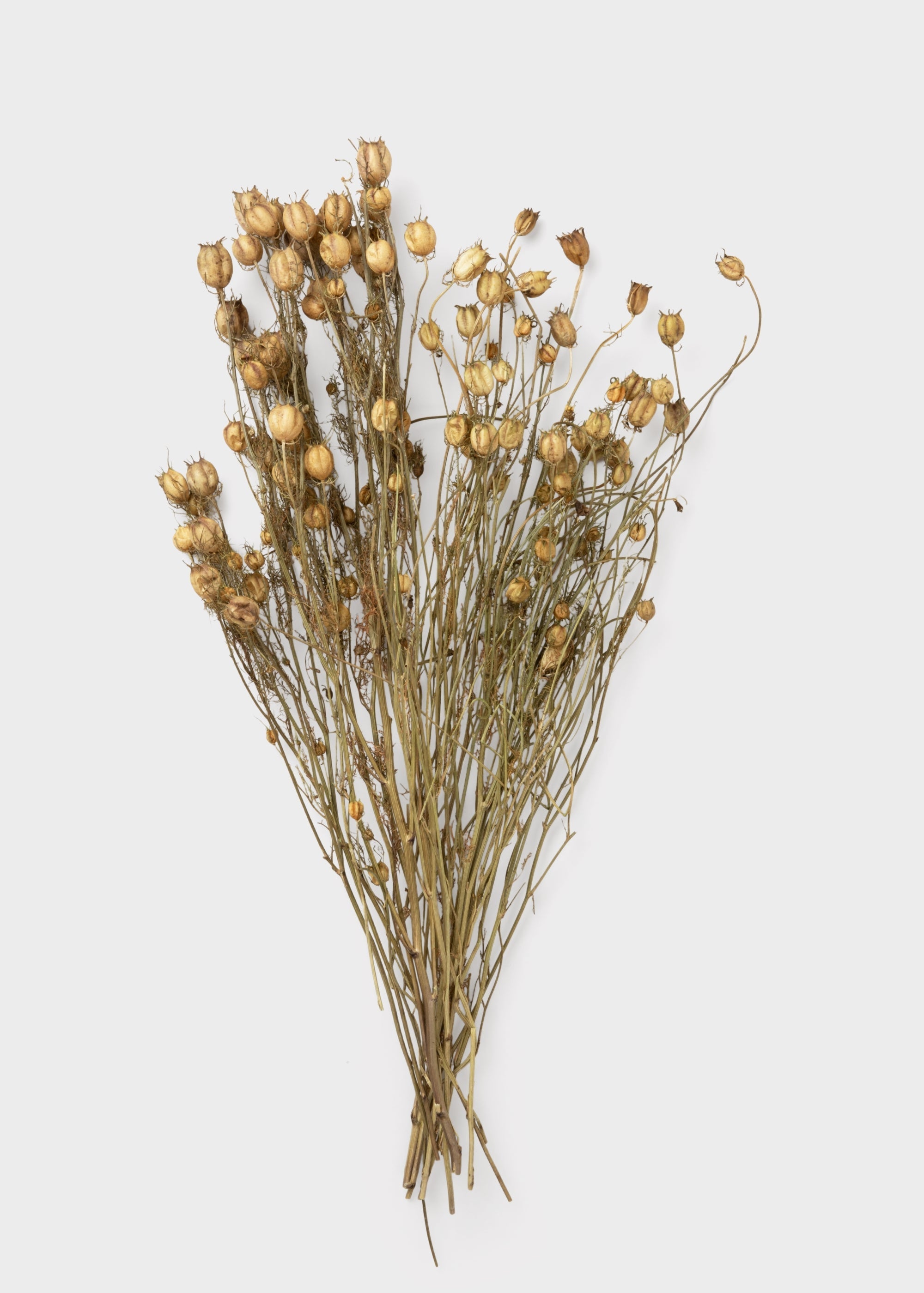 Purple Dried and Green Natural Nigella 1.5 Oz Bunch for Vase Styling