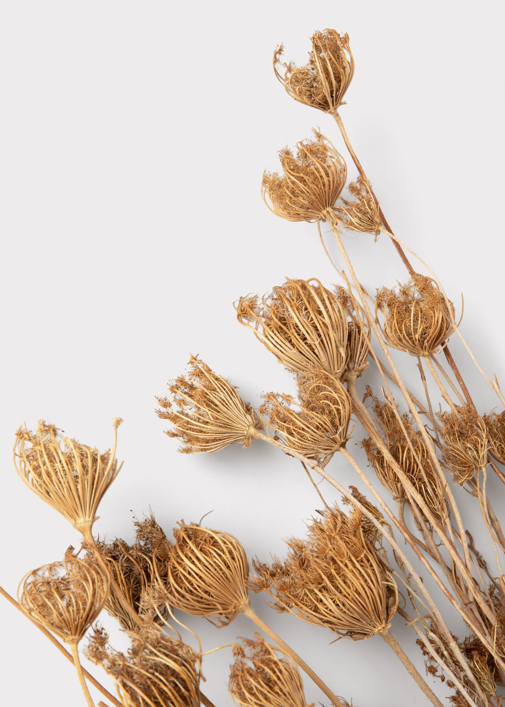 Natural Dried Queen Anne's Lace Bundle for Table Centerpiece
