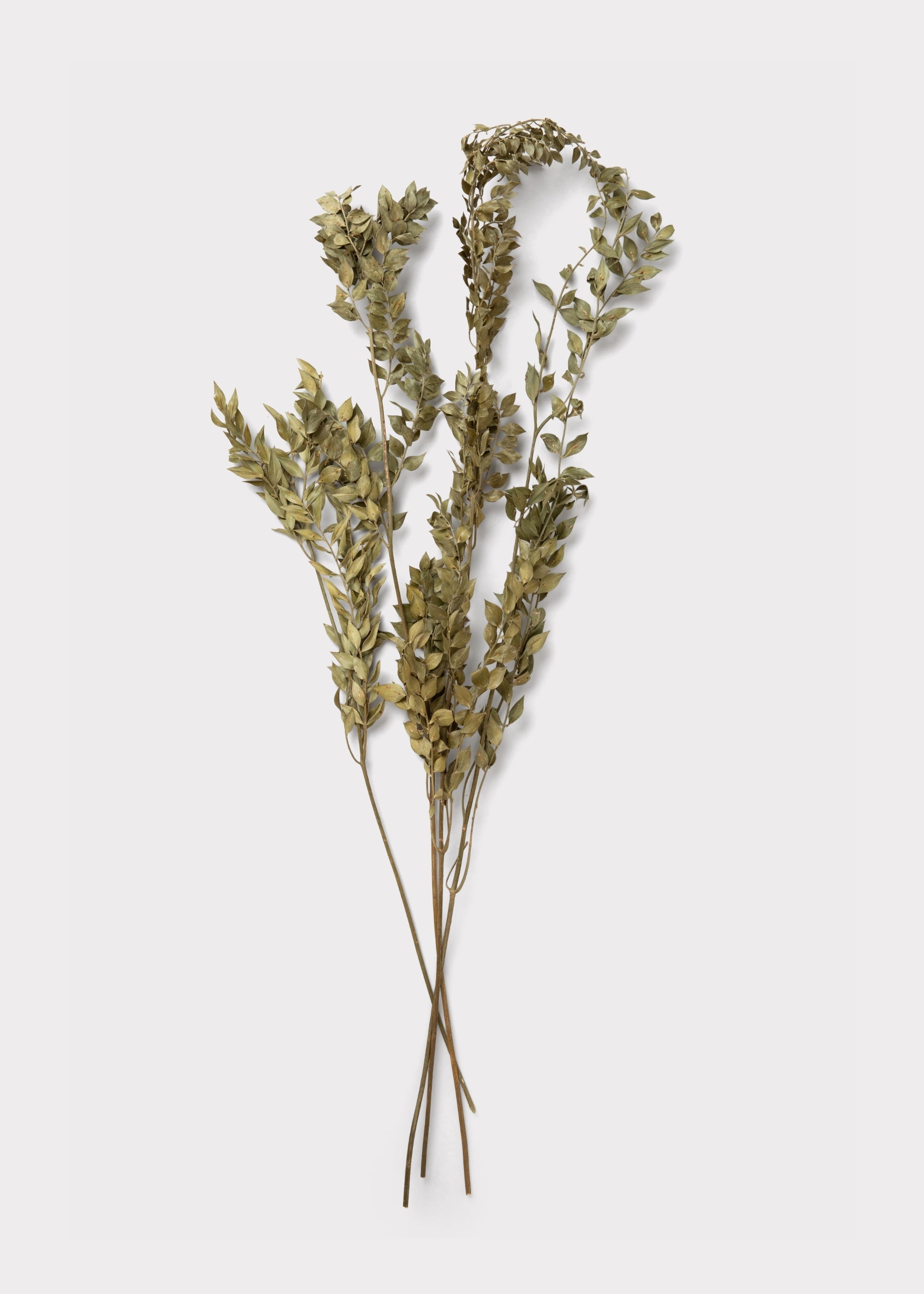 Green Dried Ruscus Bundle for Table Centerpiece