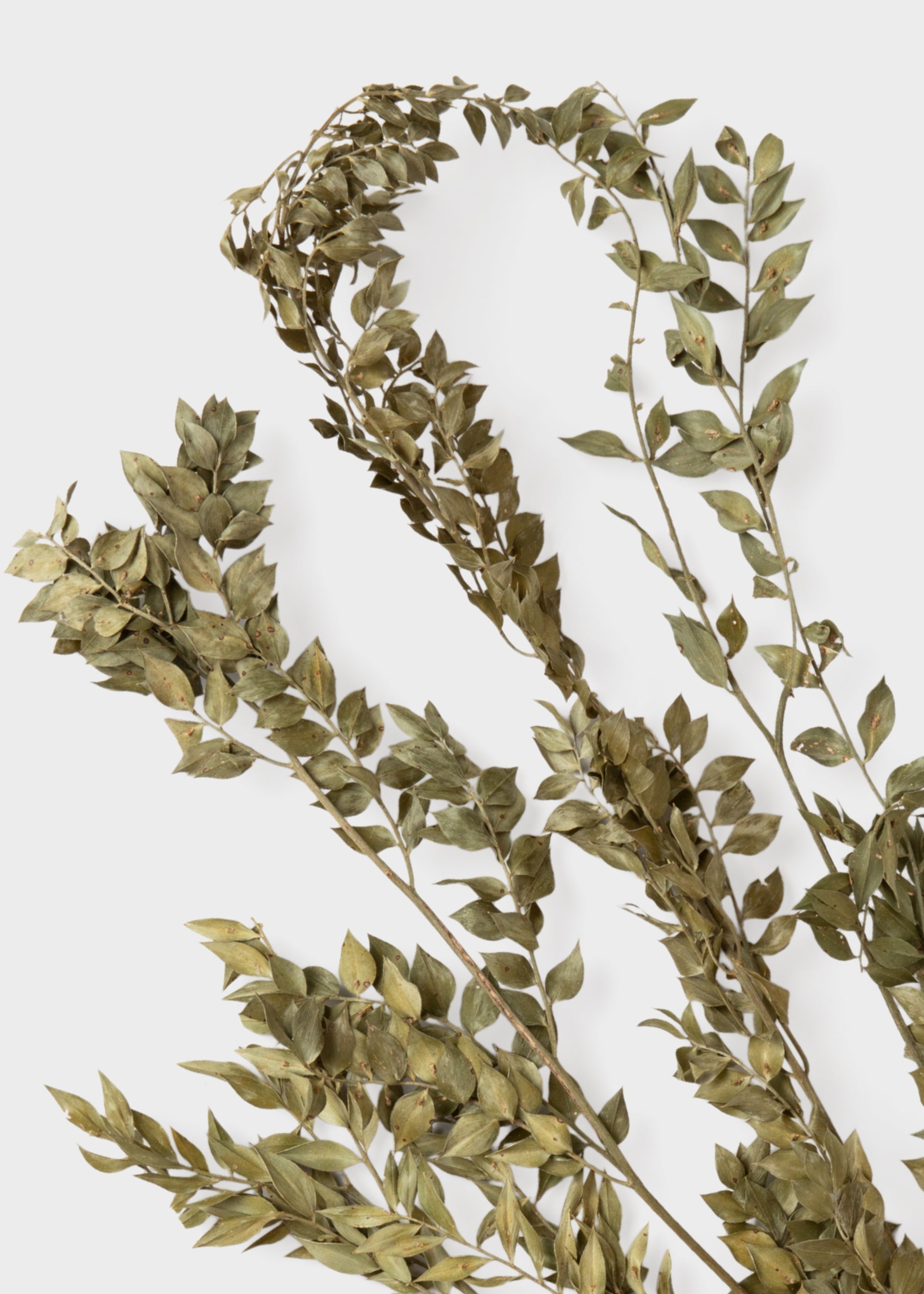 Green Dried Ruscus Bundle for Home Decor