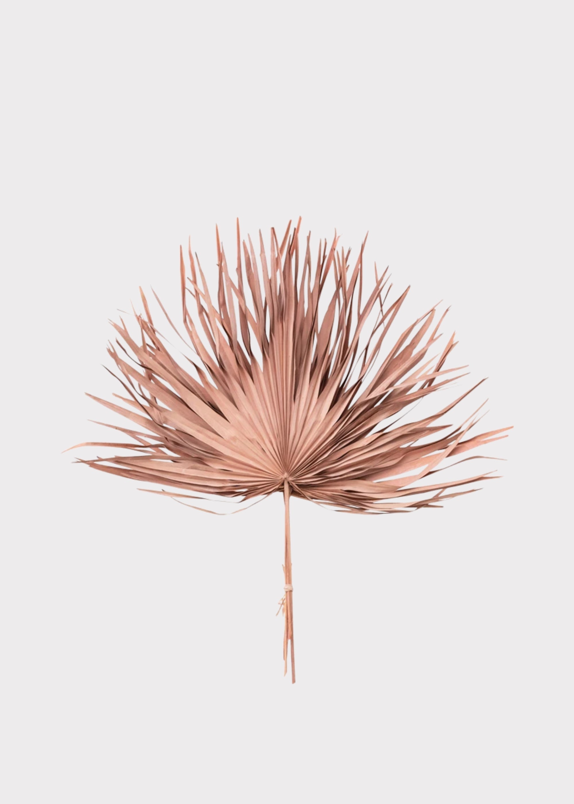 Pink Dried Palm Bundle for Vase Styling