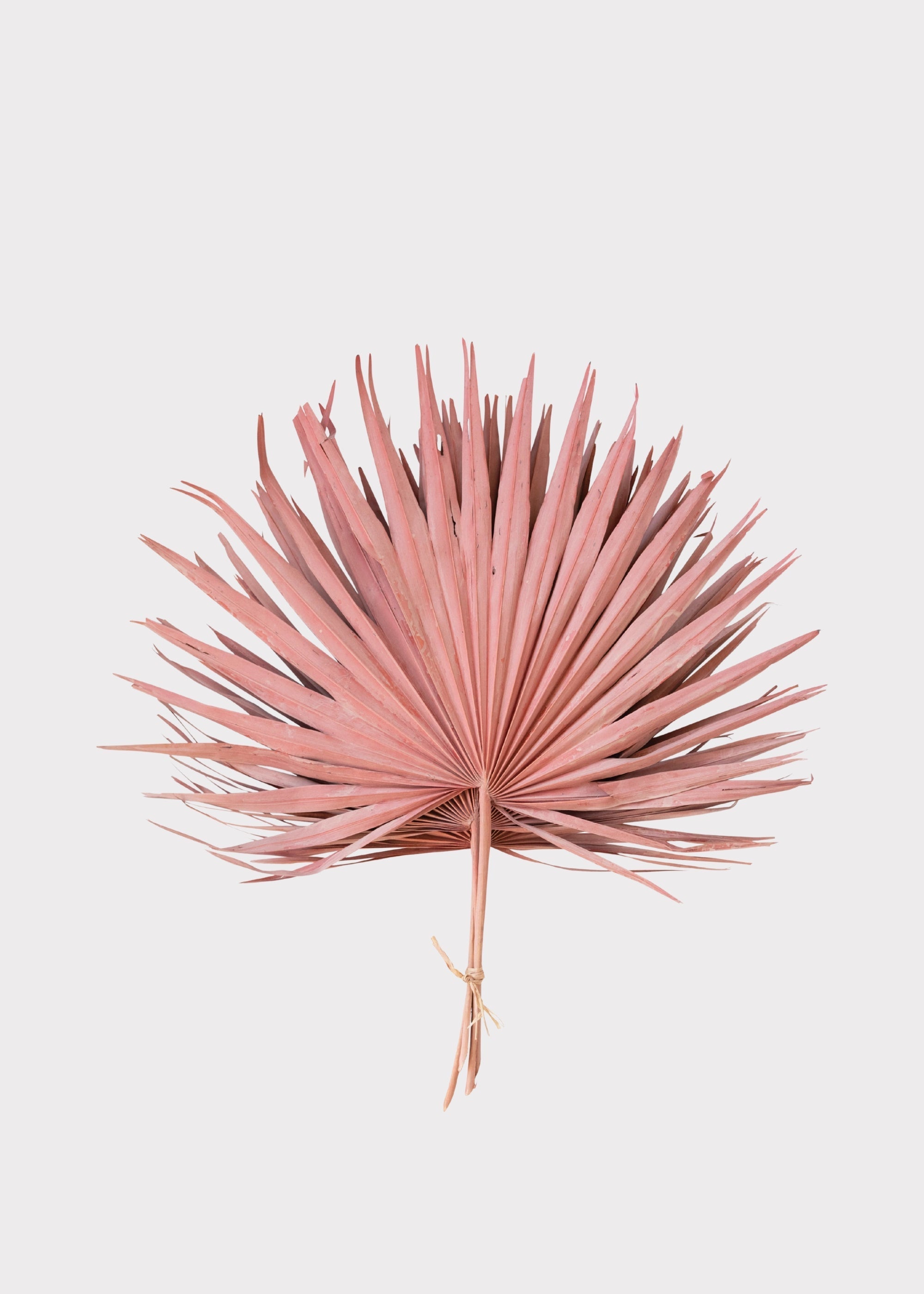 Pink Dried Palm Bundle for Home Decor