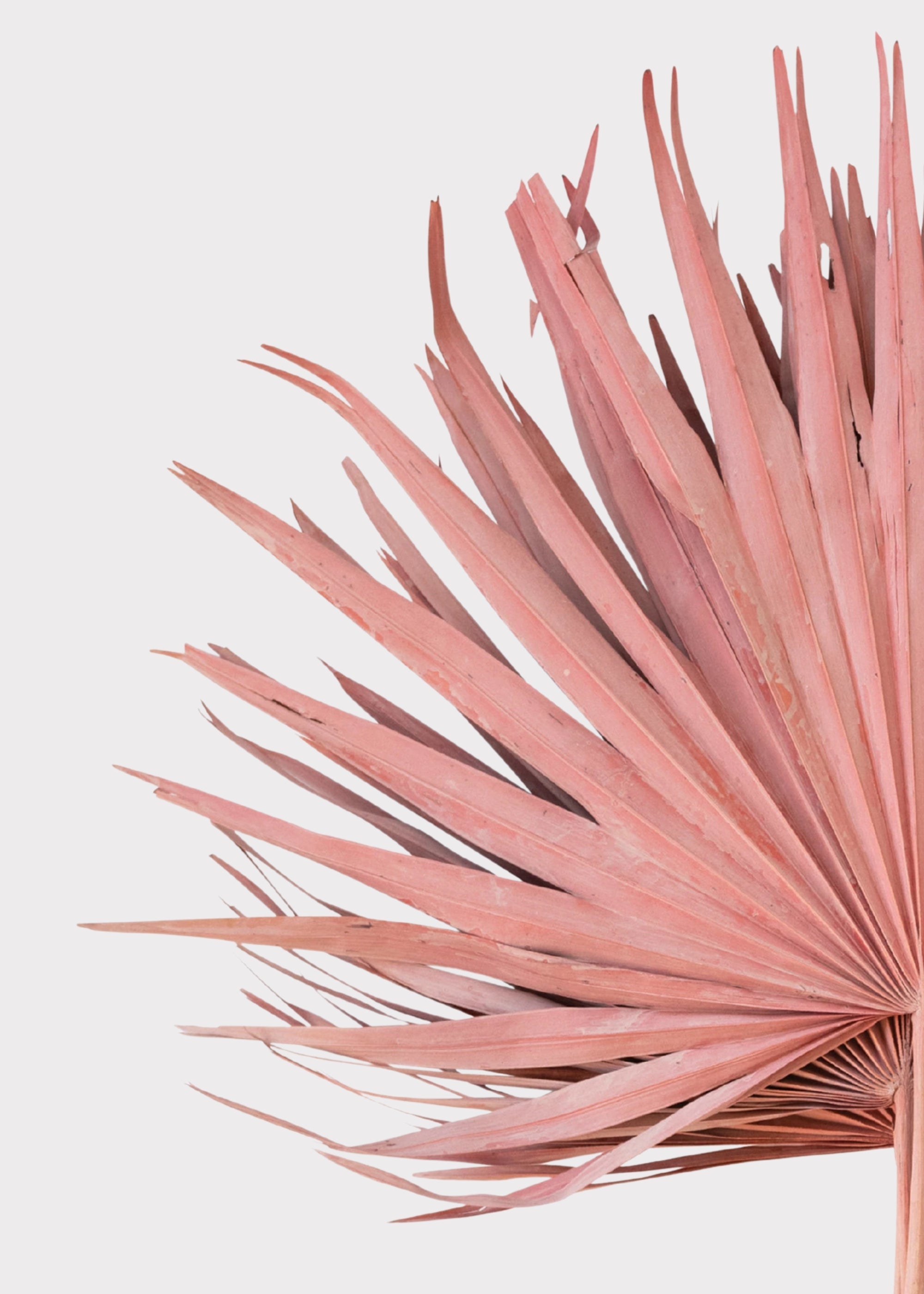 Pink Dried Palm Bundle for Table Centerpiece