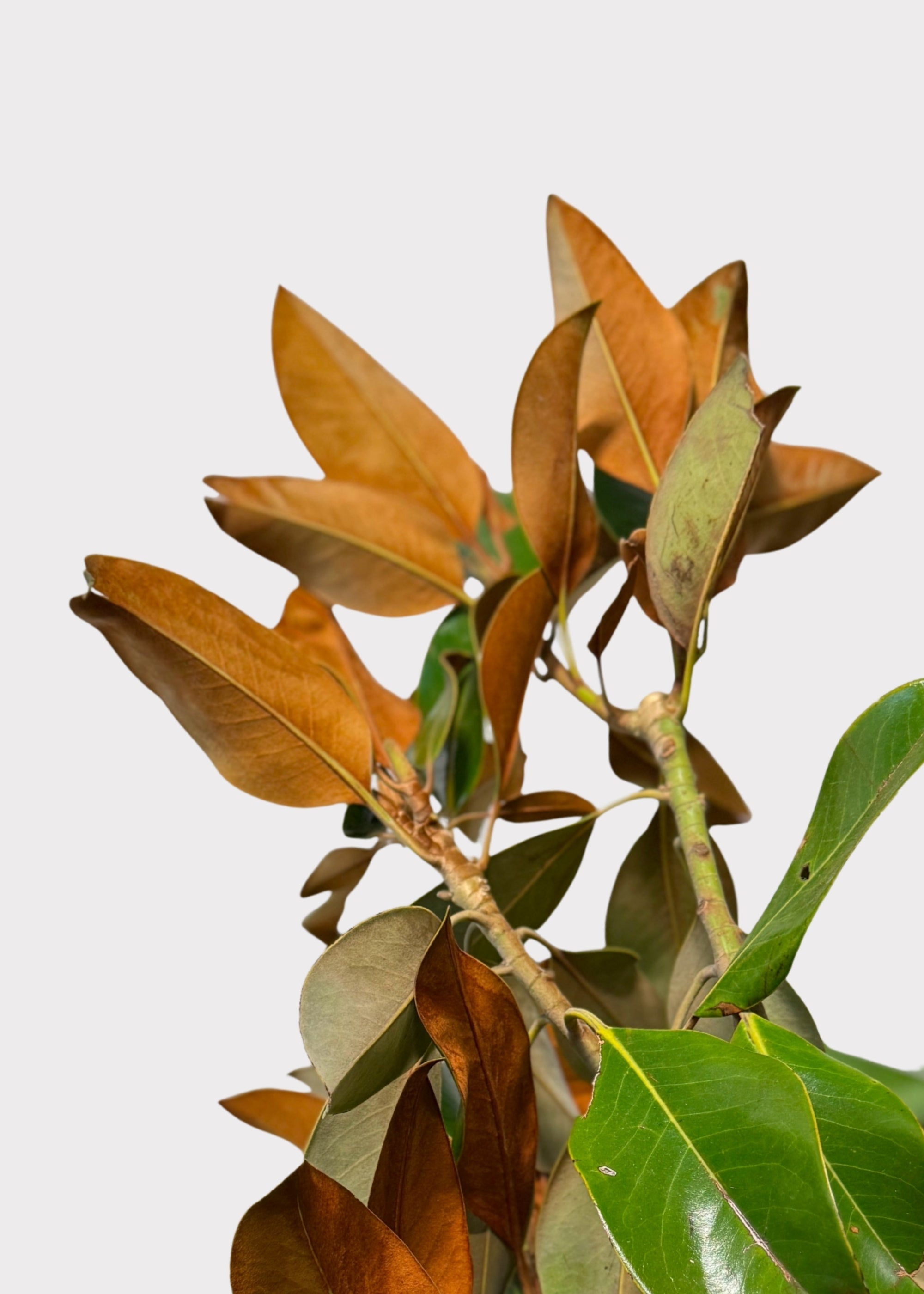 Green Artificial Magnolia Branch for Home Decor