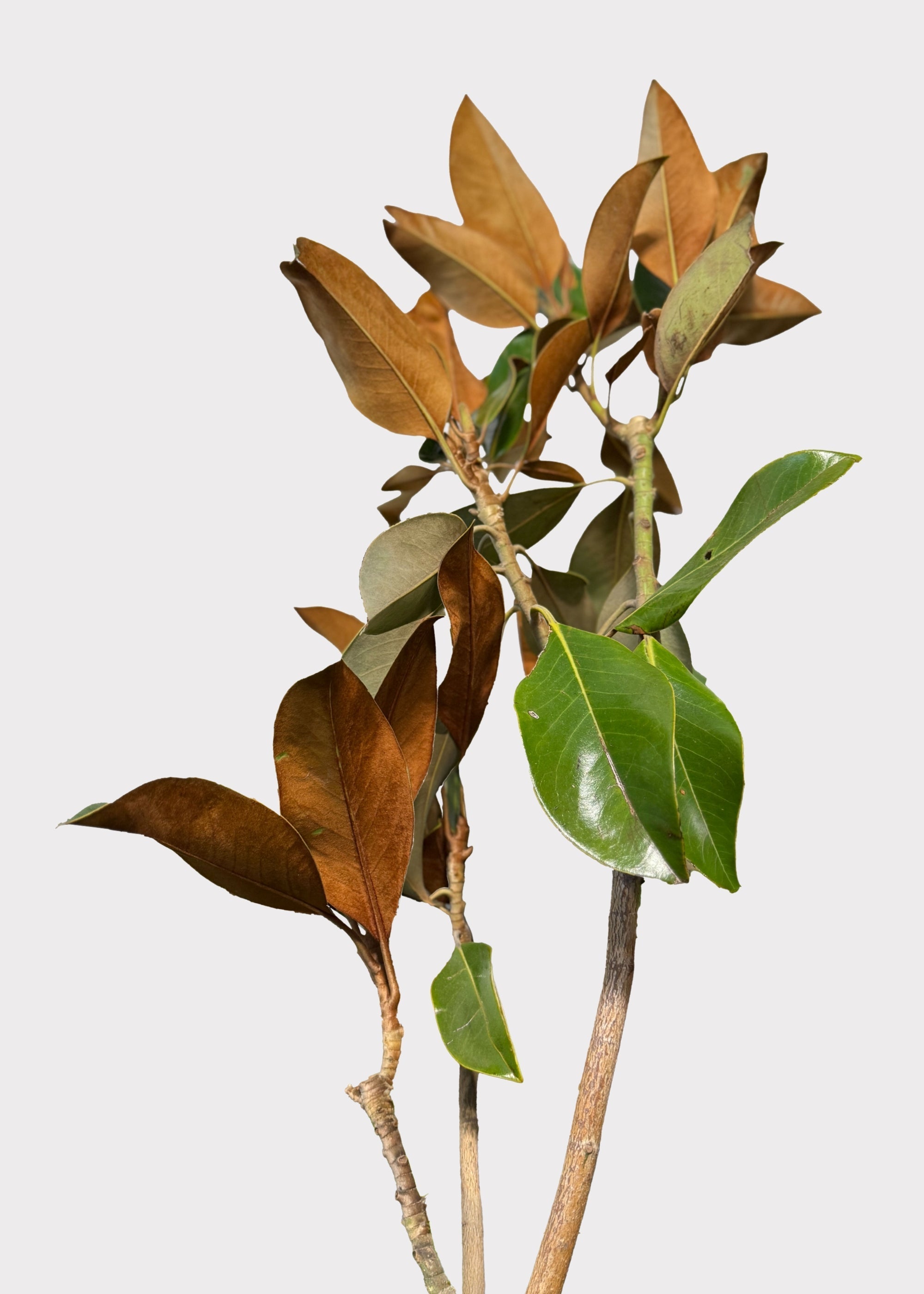 Green Artificial Magnolia Branch for Vase Styling