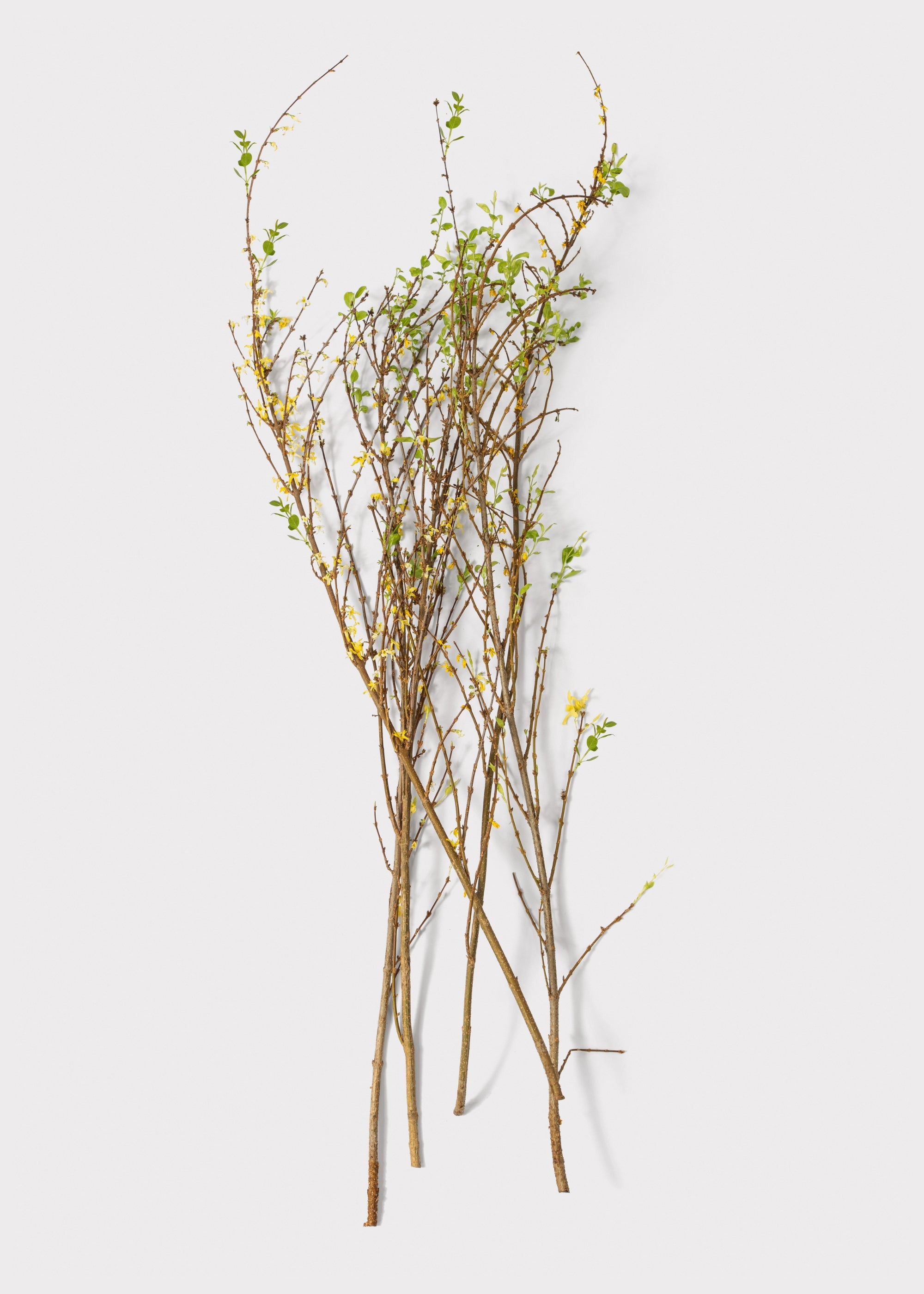 Green Artificial Forsythia Branch for Entryway Arrangement