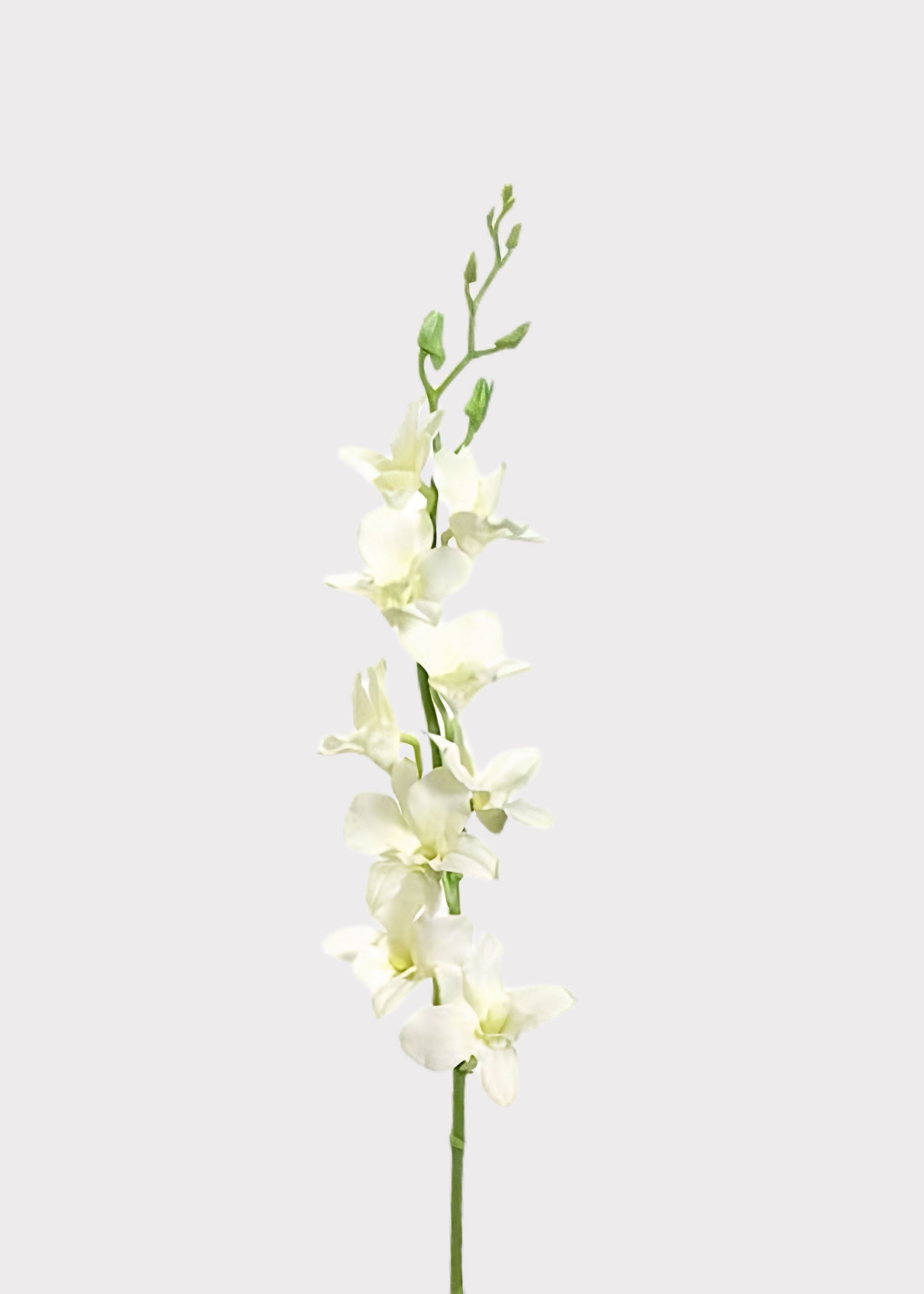 Cream Artificial Orchid Branch for Vase Styling