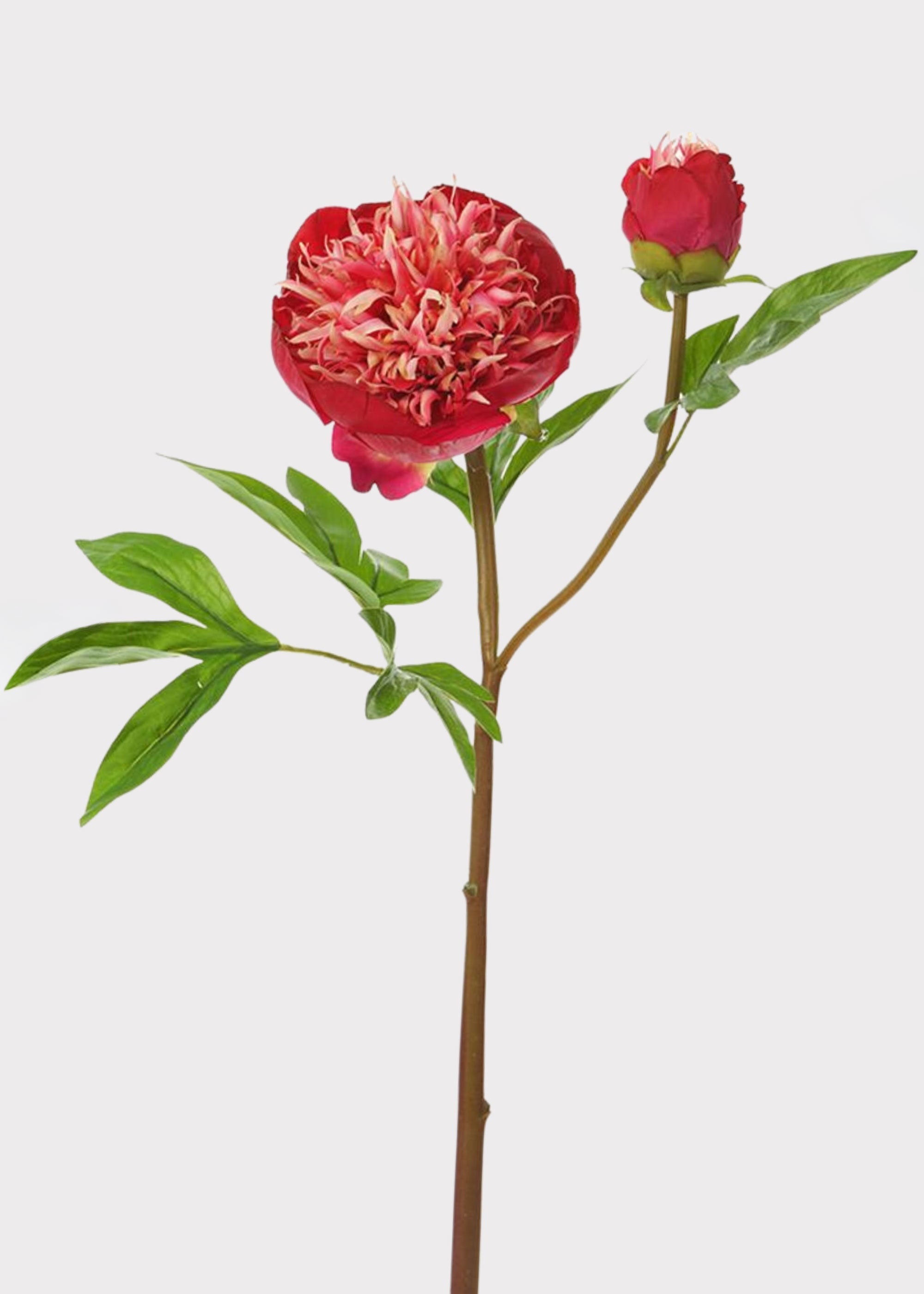 Cream Real Touch Artificial Peony Stem for Vase Styling