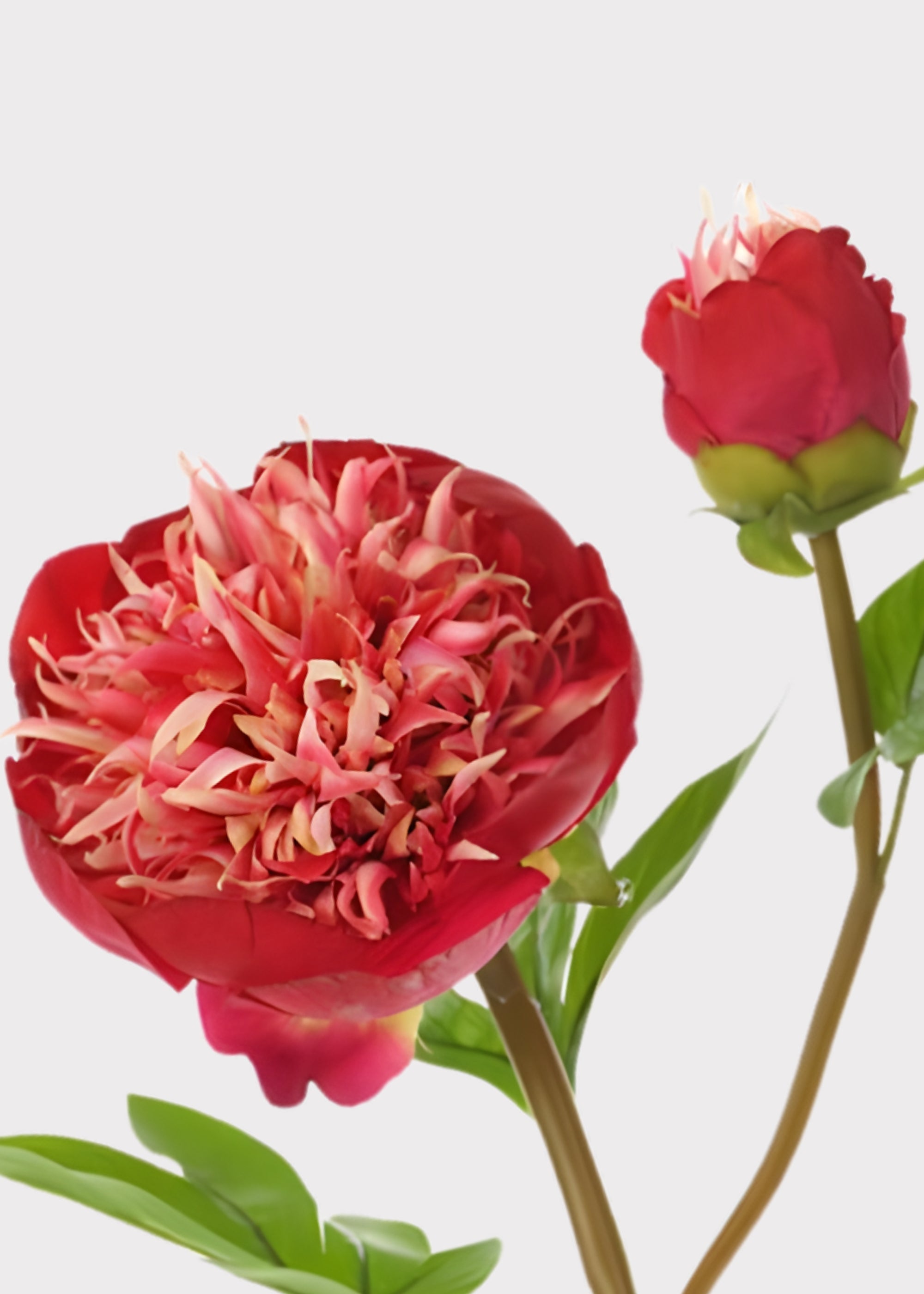 Cream Real Touch Artificial Peony Stem for Home Decor