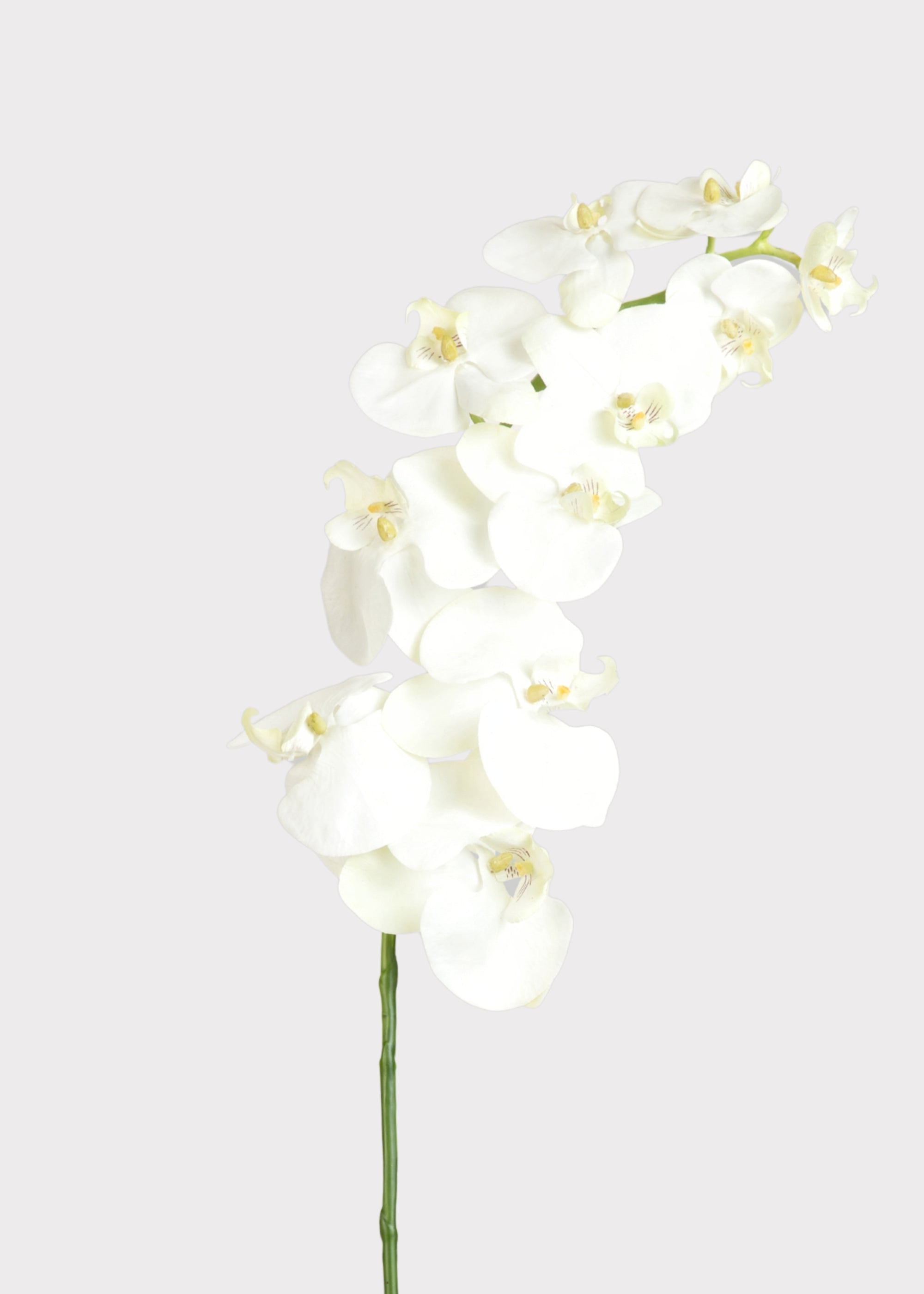Cream Artificial Orchid Stem for Vase Styling