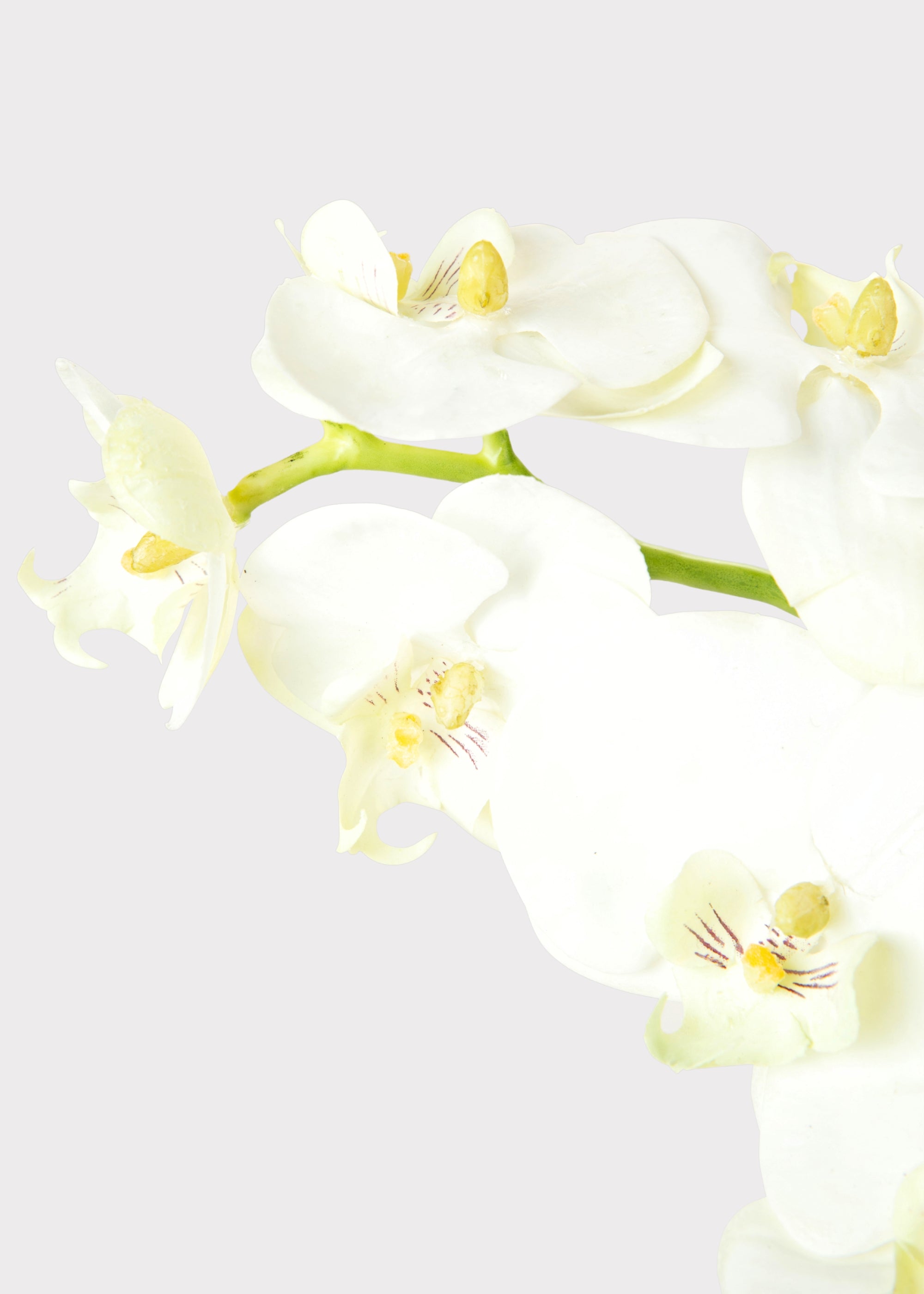 Cream Artificial Orchid Stem for Wedding Decor